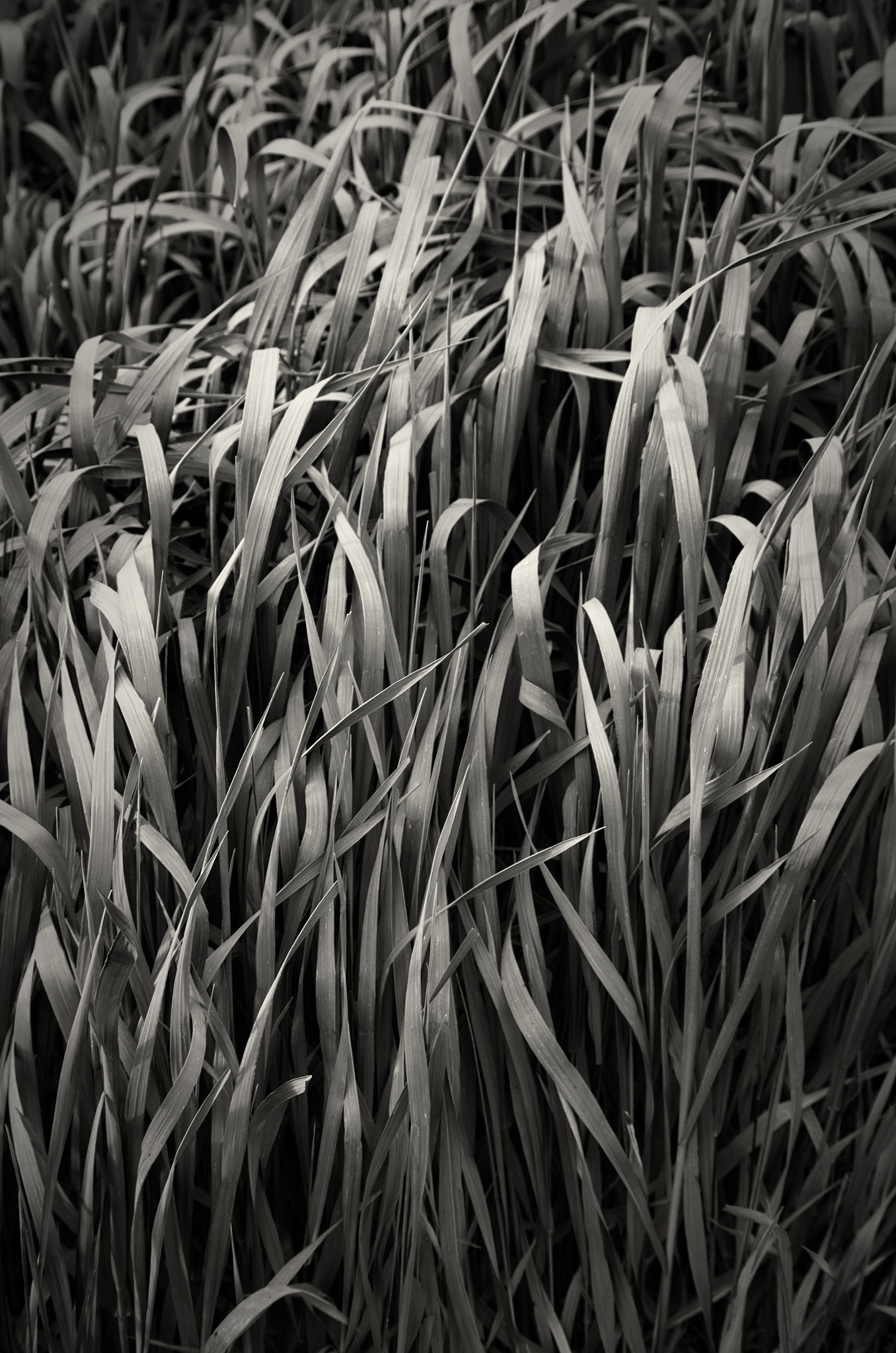 Pentax K-30 sample photo. Tall grass photography