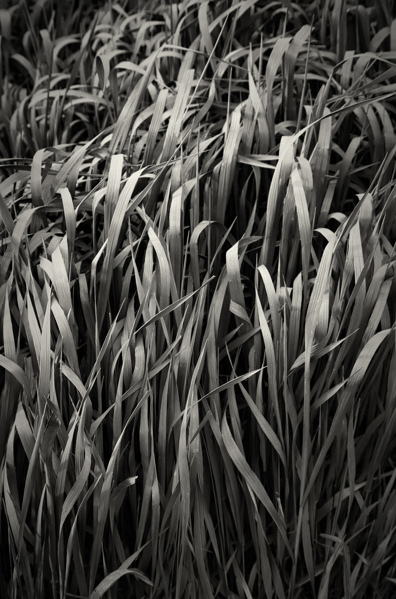 Pentax smc DA 55-300mm F4.0-5.8 ED sample photo. Tall grass photography