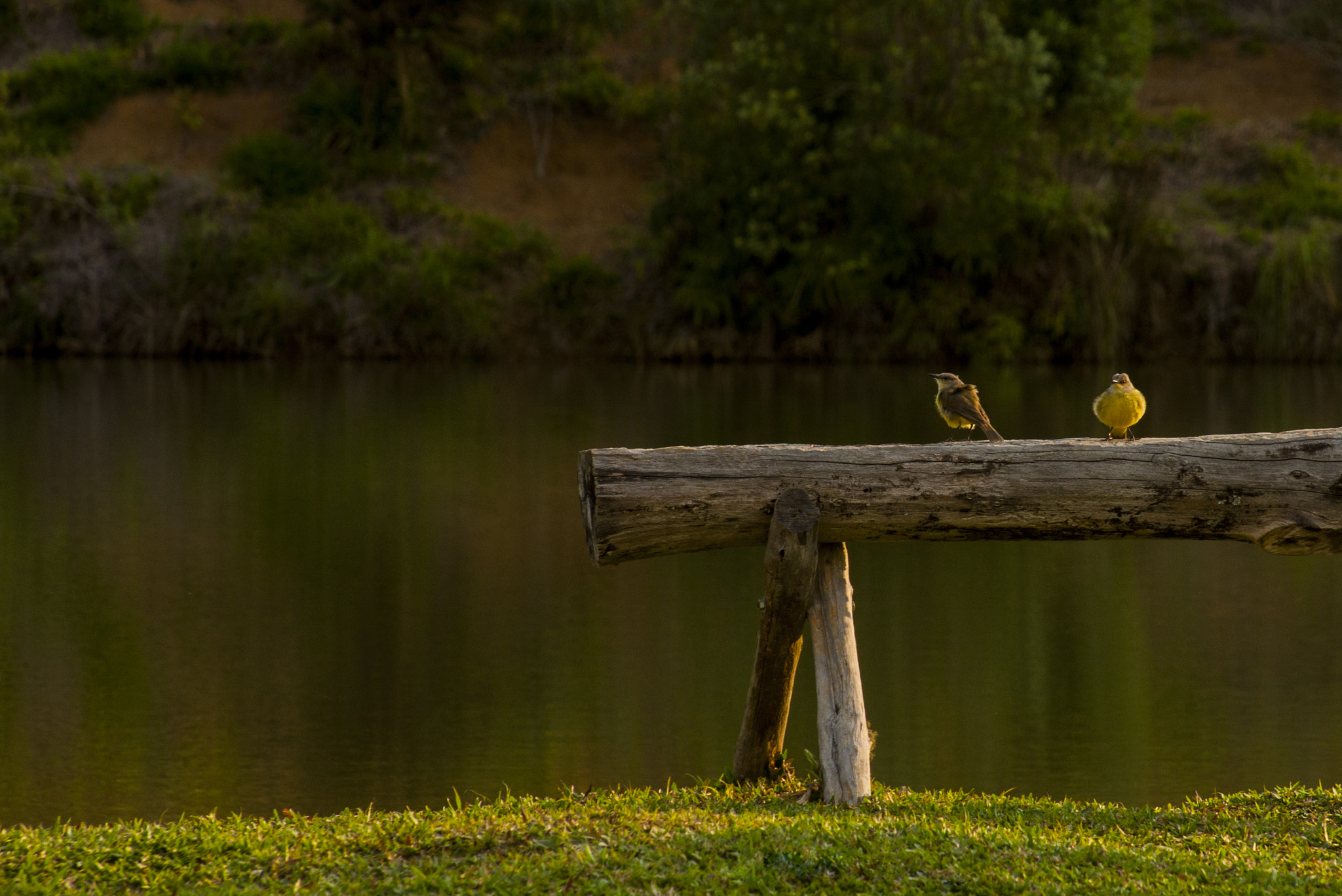 Canon EOS-1Ds Mark III + Canon EF 100-300mm F4.5-5.6 USM sample photo. Fábio guimas  photography