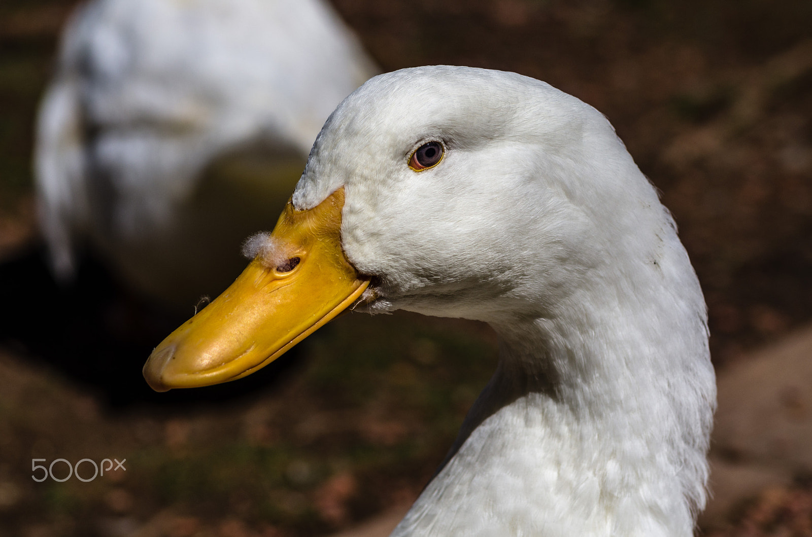 Pentax smc D-FA 100mm F2.8 Macro WR sample photo. Fuzzy nose photography