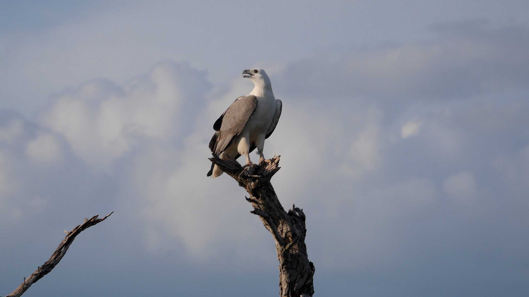 Panasonic Lumix DMC-GX7 sample photo. Majestic sea eagle yellow water photography