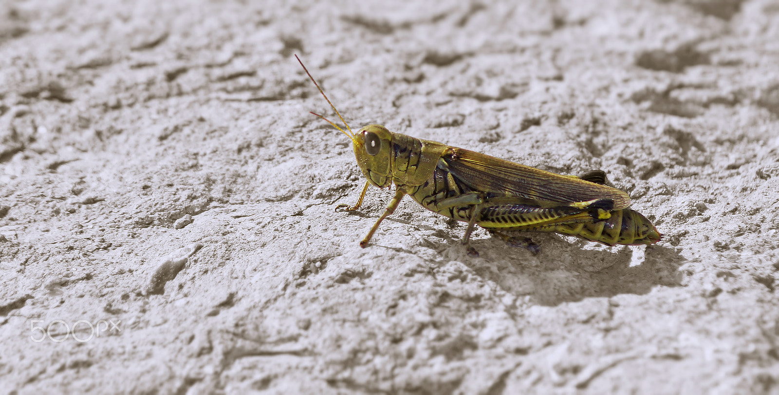 Sony SLT-A37 sample photo. Grasshopper photography