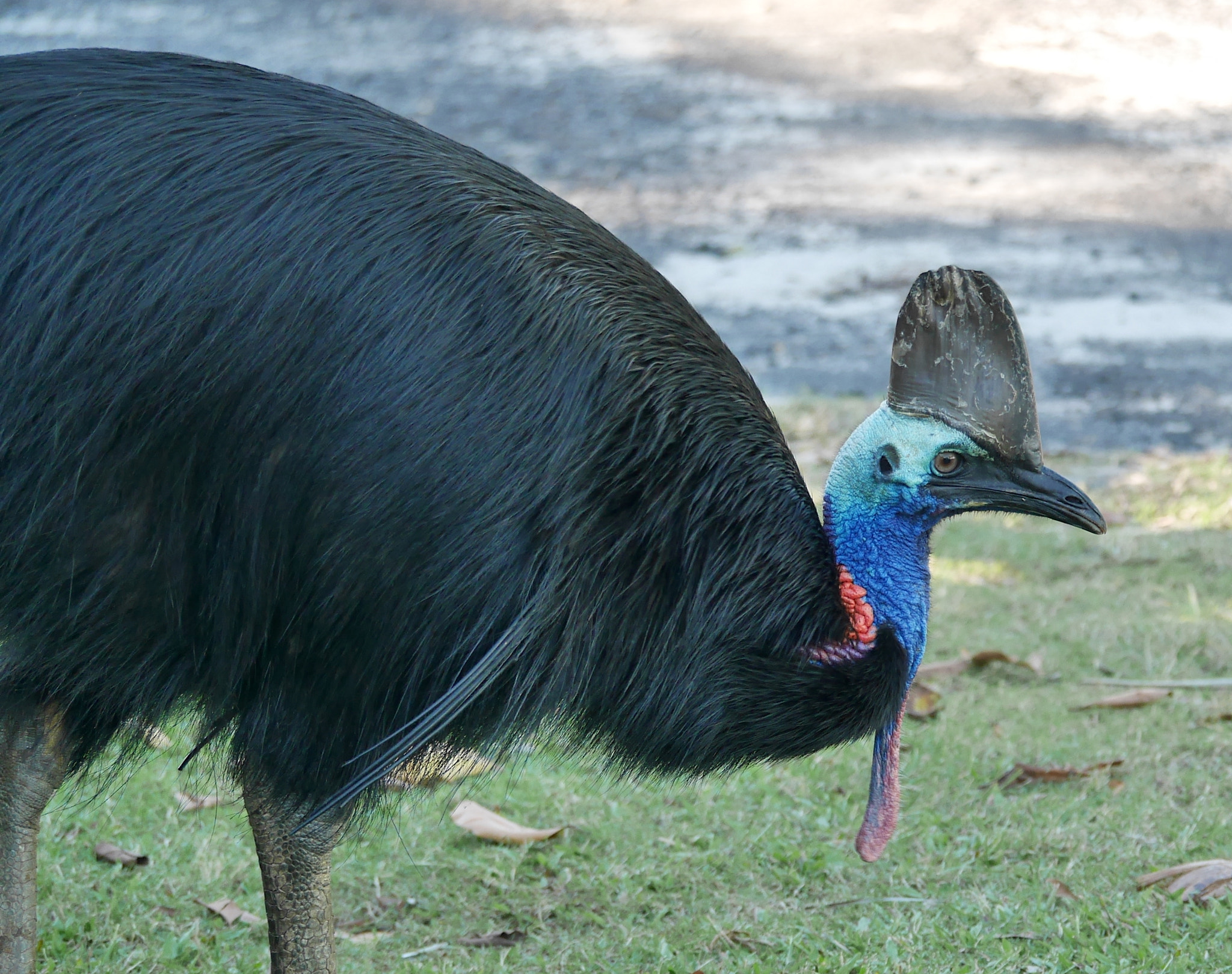 Panasonic Lumix DMC-GX7 sample photo. Netty bay best cassowary photography