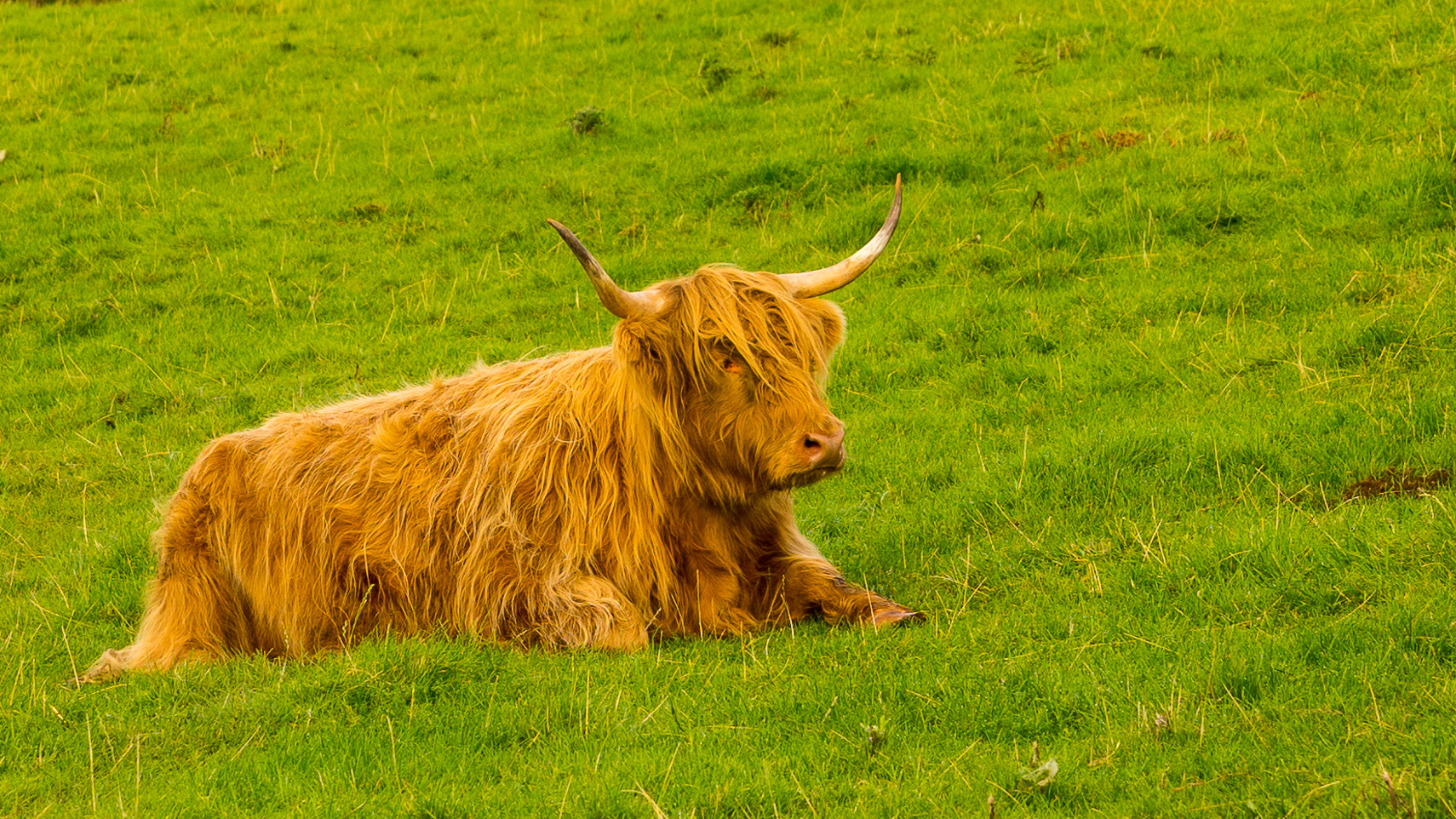 Sony a7 sample photo. Hairy coo photography