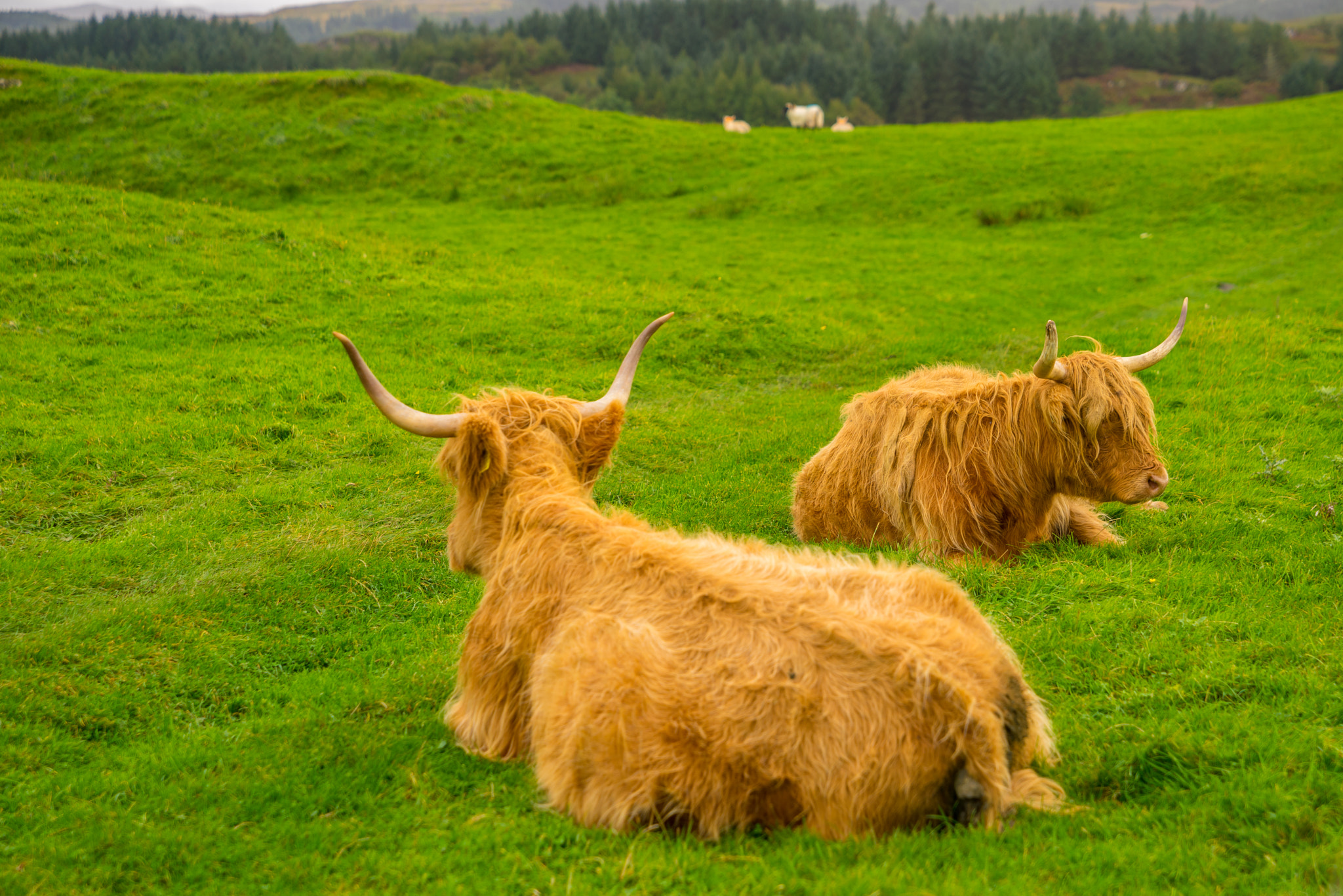 Sony a7 sample photo. Two hairy coos photography