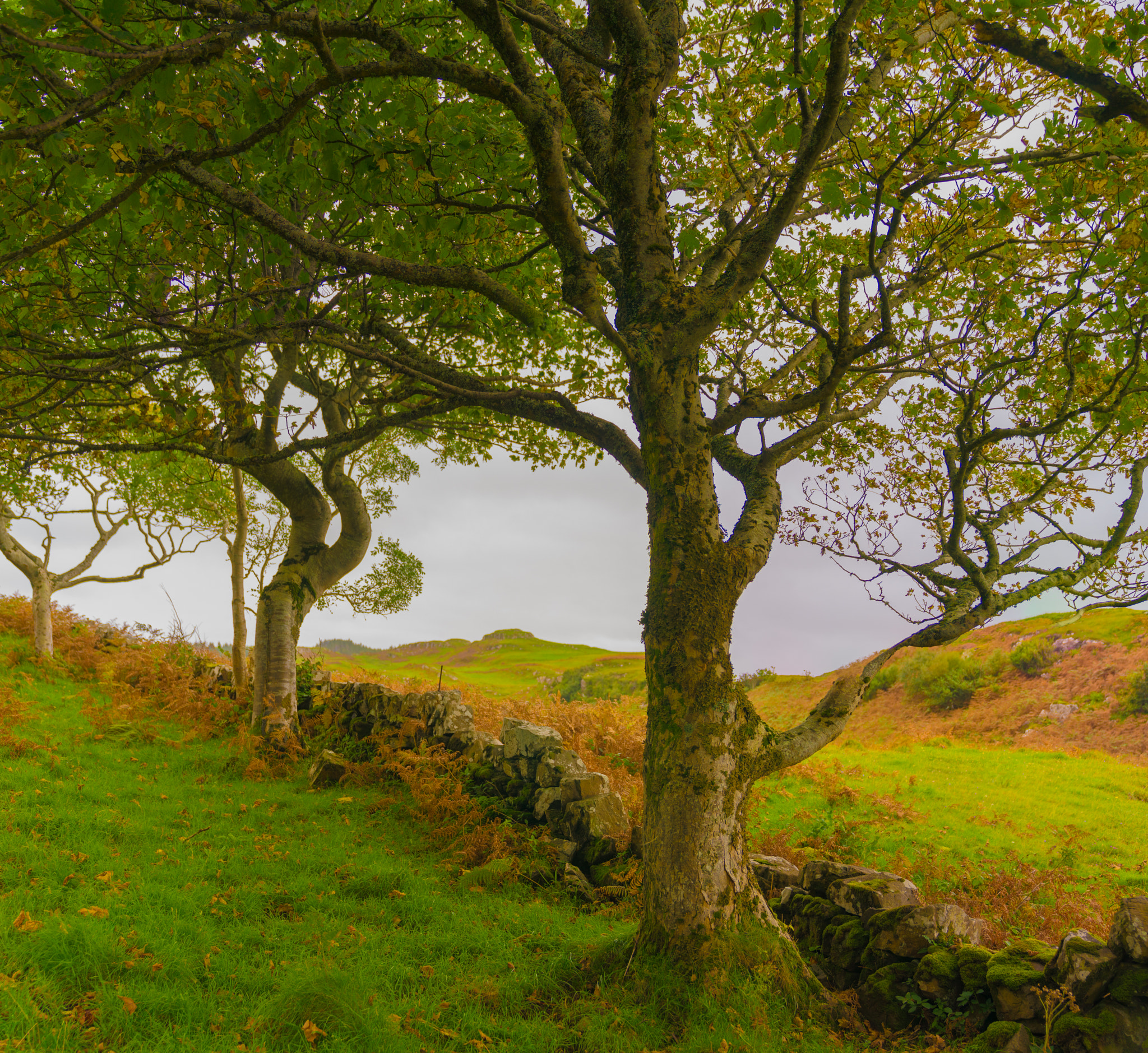 Sony a7 + Sony FE 24-70mm F2.8 GM sample photo. Wiry trees photography