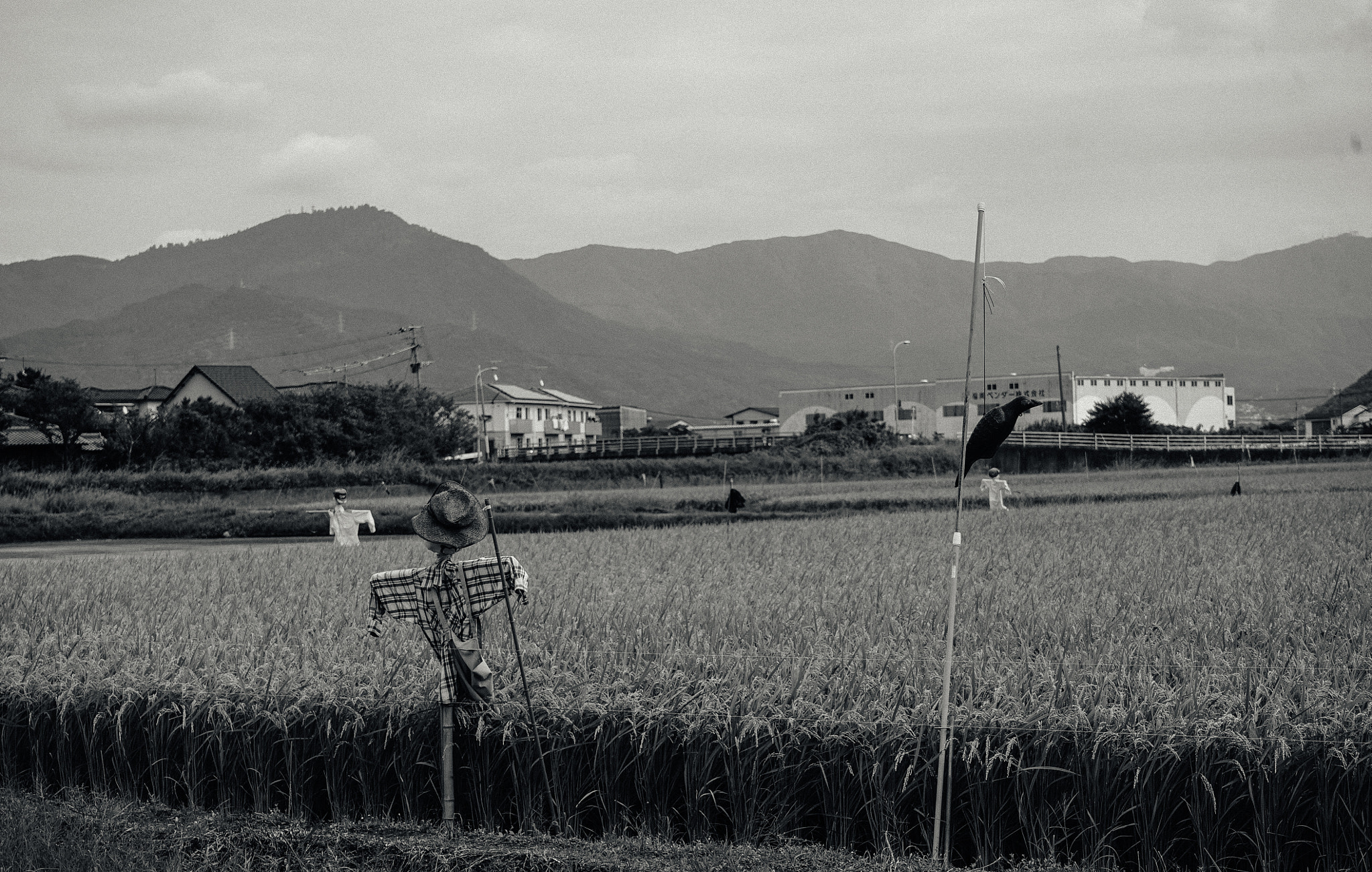 Sony a7S sample photo. Scarecrows at a cornfield in japan photography