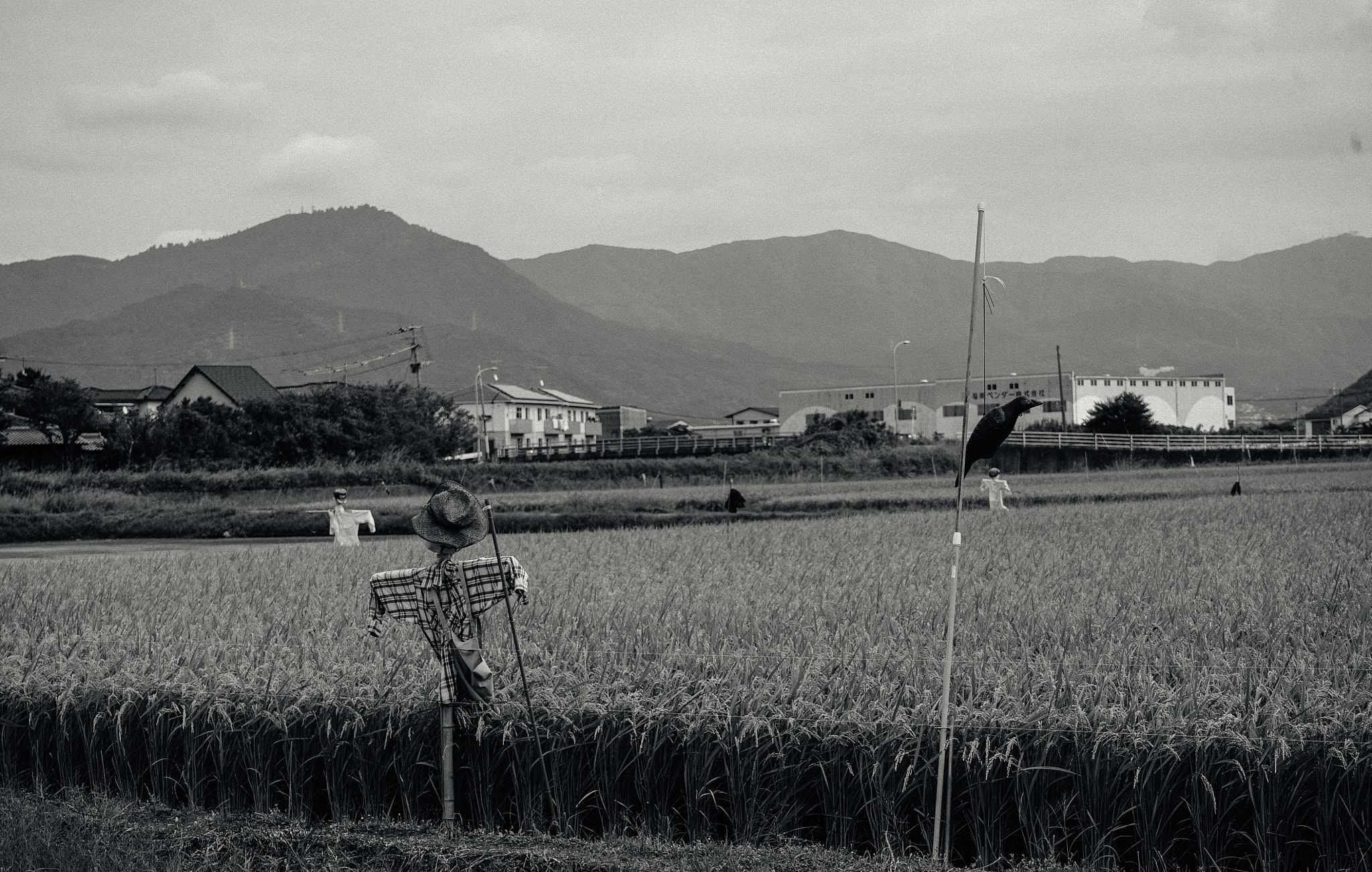 Sony a7S + Sony FE 28-70mm F3.5-5.6 OSS sample photo. Scarecrows at a cornfield in japan photography