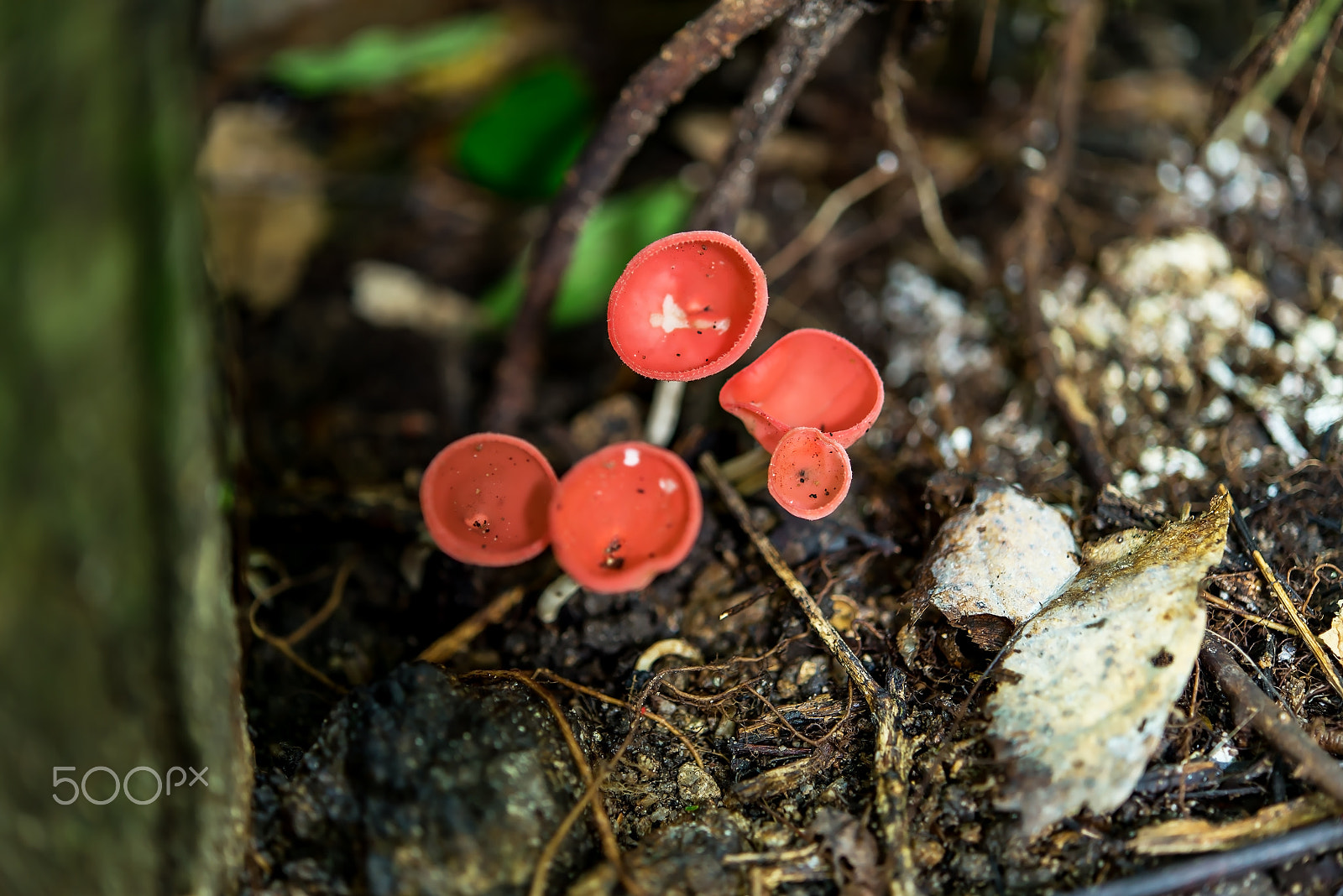 Nikon D600 sample photo. Orange mushroom or champagne mushroom in rain forest, thailand. photography