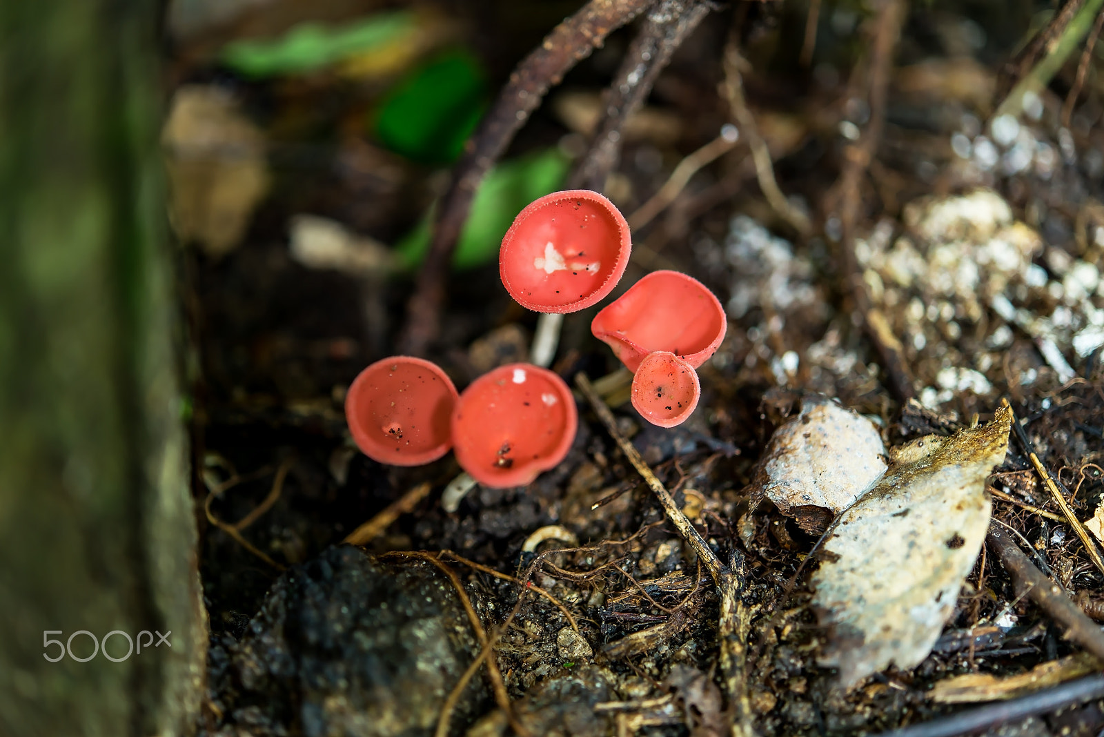 Nikon AF-S Micro-Nikkor 60mm F2.8G ED sample photo. Orange mushroom or champagne mushroom in rain forest, thailand. photography