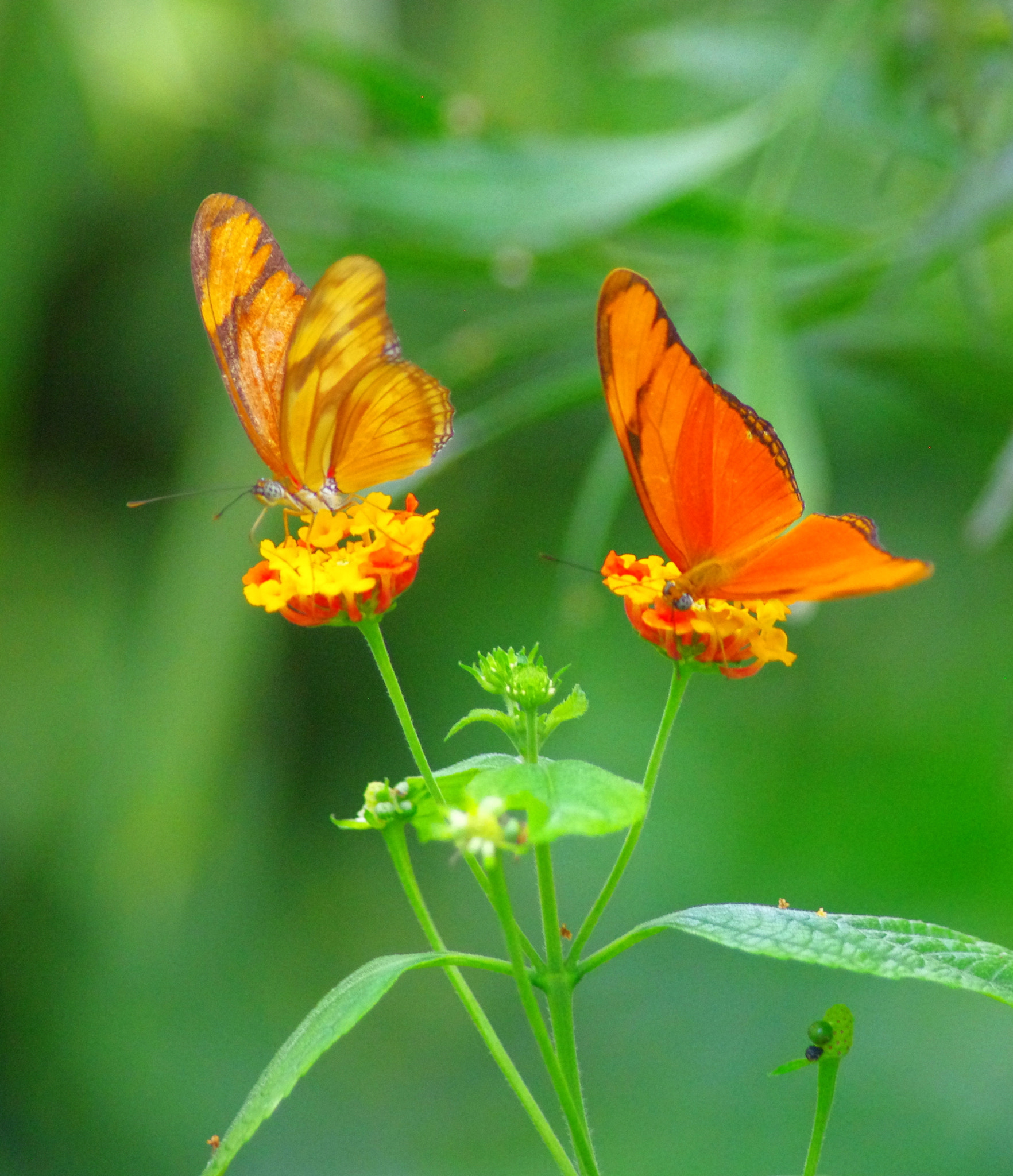 Pentax K-5 sample photo. Colorful butterflies photography