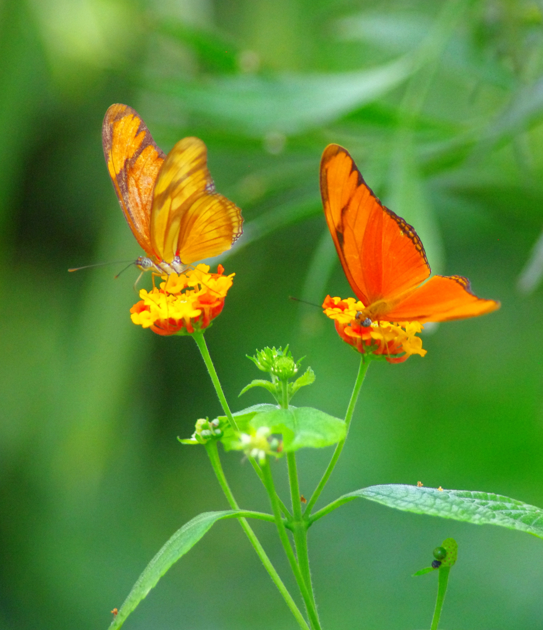 HD Pentax DA 55-300mm F4.0-5.8 ED WR sample photo. Colorful butterflies photography