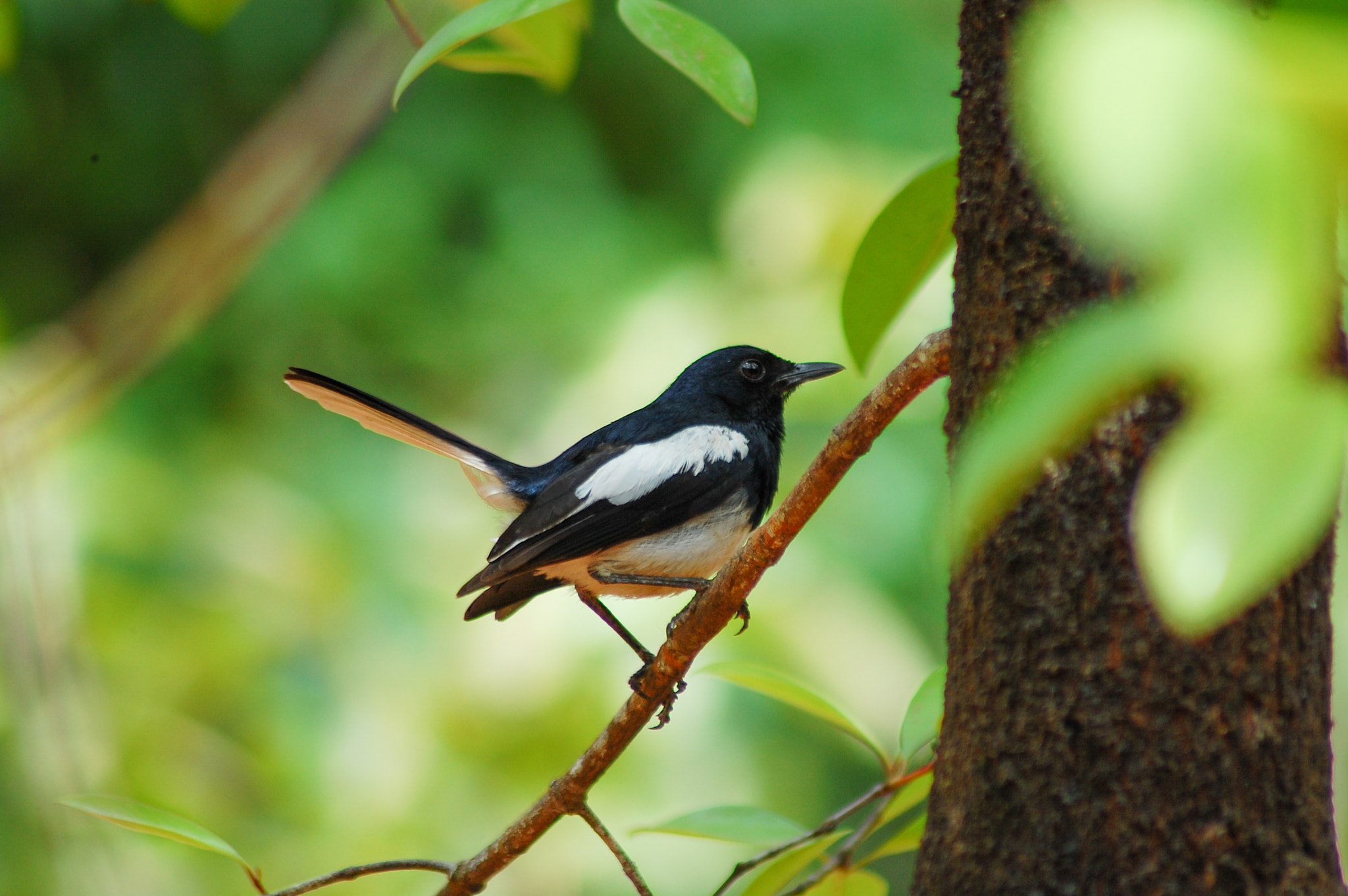 Nikon D40 sample photo. Ready to fly photography