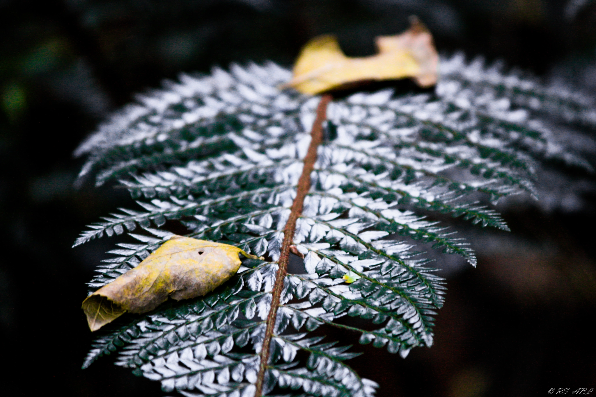 Canon EOS 1000D (EOS Digital Rebel XS / EOS Kiss F) sample photo. Icy-gloss photography