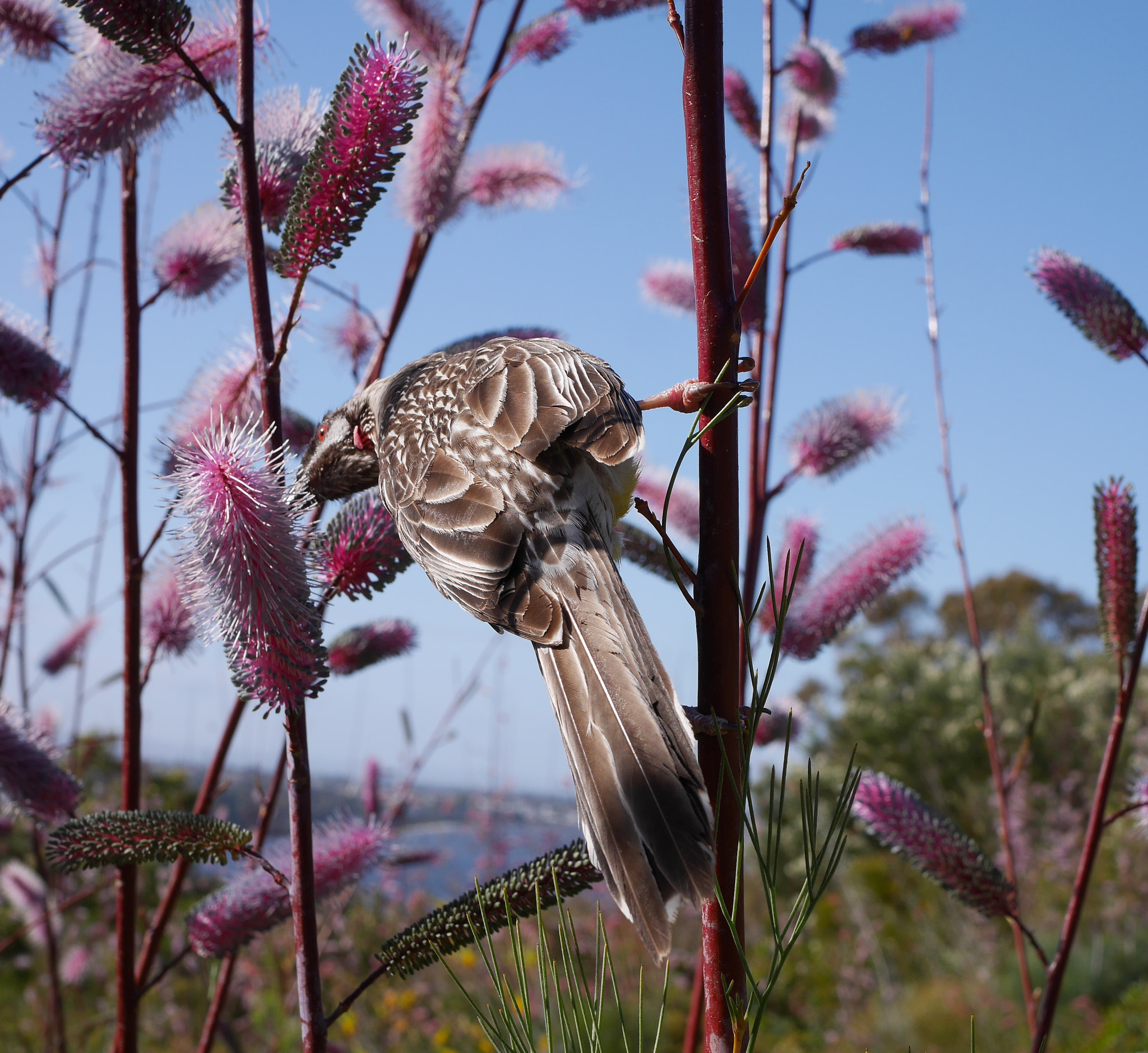 Panasonic Lumix DMC-GX7 sample photo. This red wattlebird (honeyeater family) flew over  ... photography