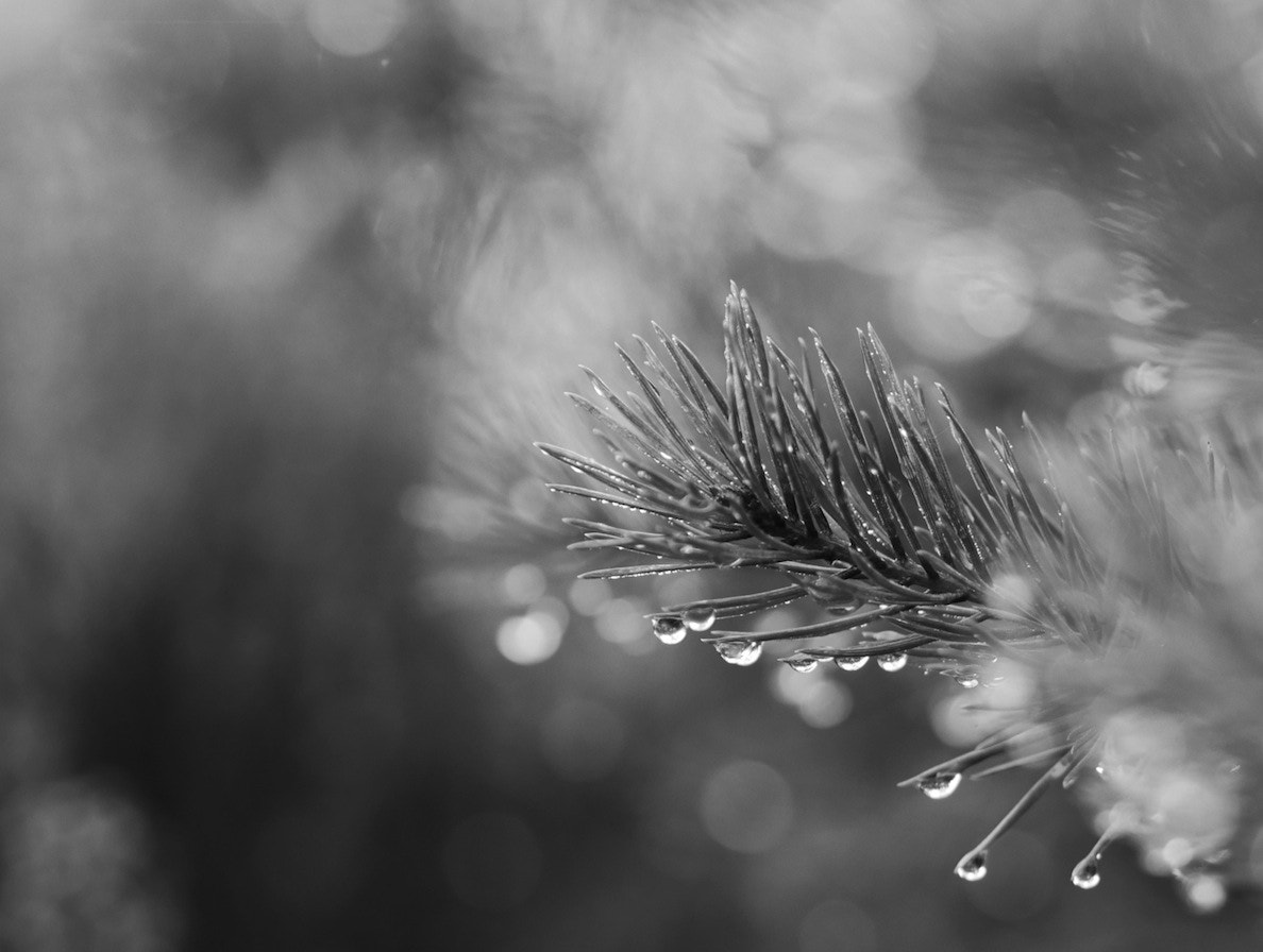 Panasonic Lumix DMC-GH4 + Olympus M.Zuiko Digital 45mm F1.8 sample photo. Scotland today photography