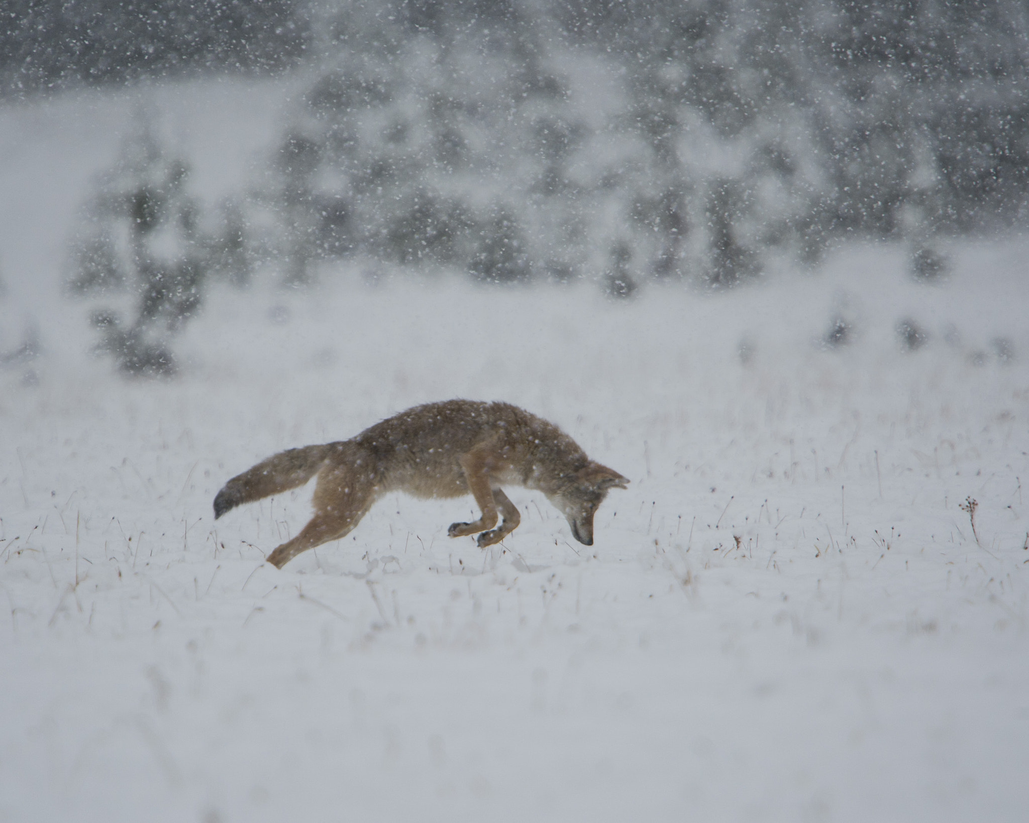 Nikon D3S + Nikon AF-S Nikkor 600mm F4G ED VR sample photo. Coyote leap photography
