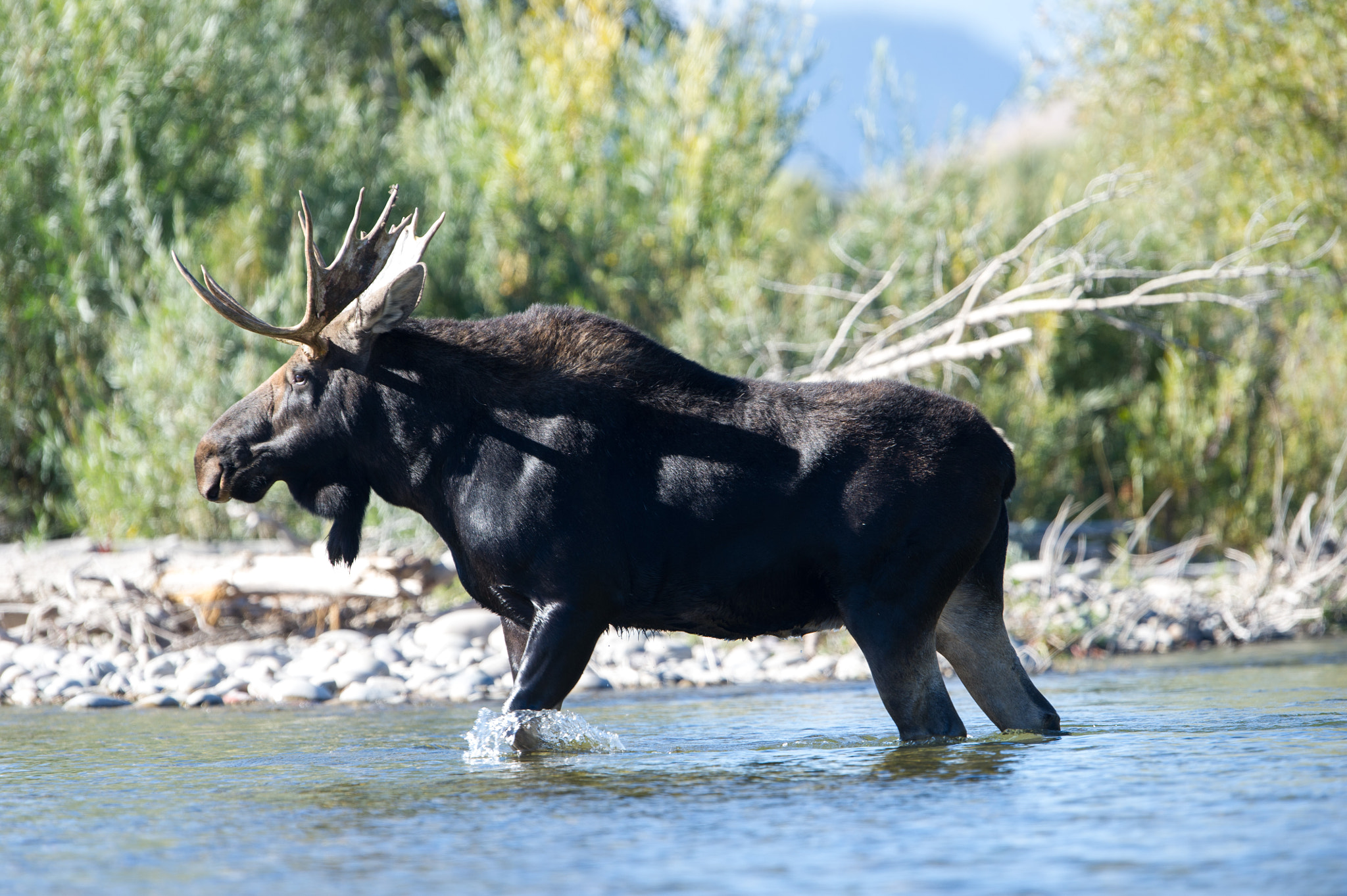 Nikon D3S sample photo. River crossing moose photography