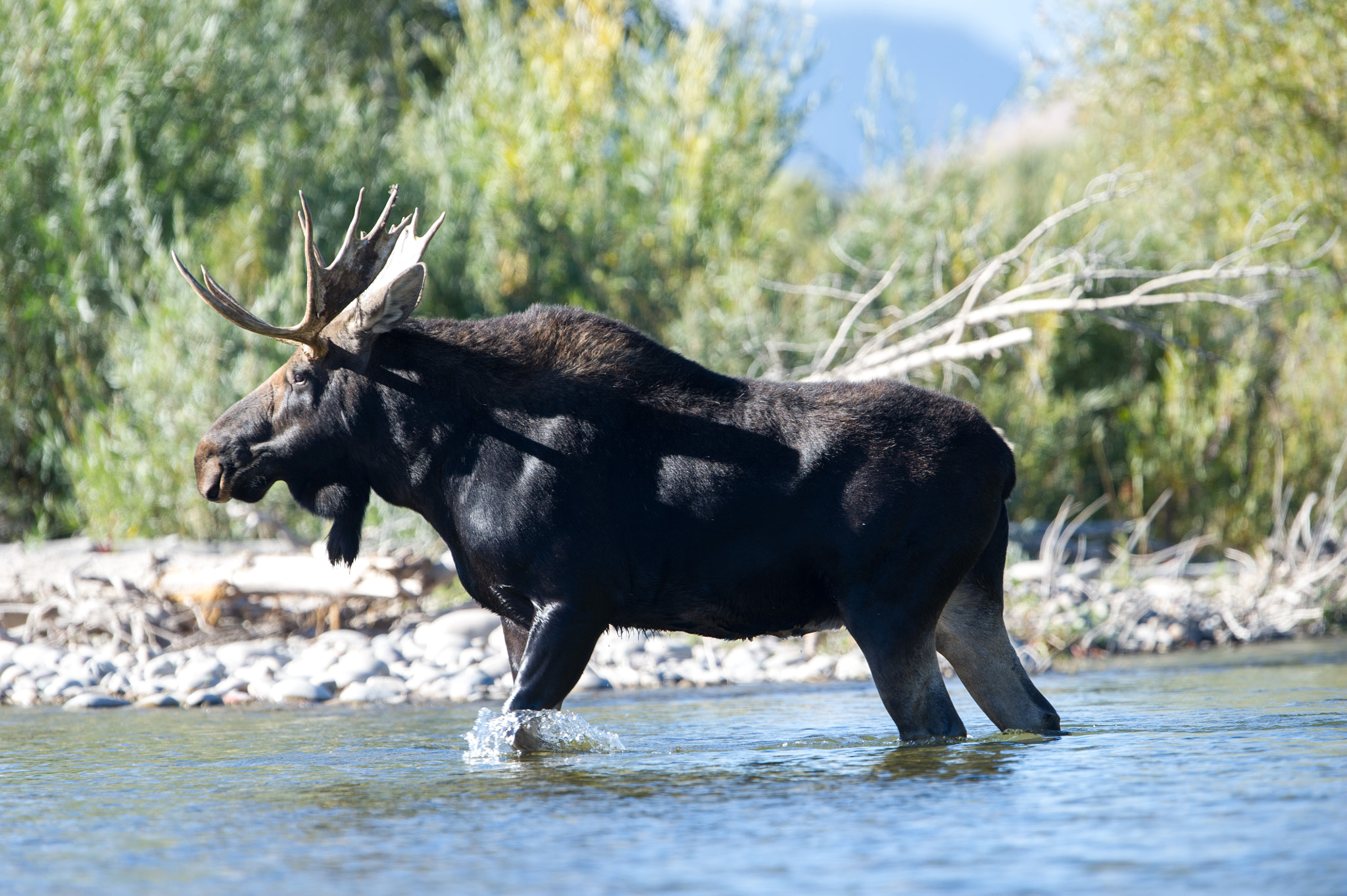 Nikon D3S + Nikon AF-S Nikkor 600mm F4G ED VR sample photo. River crossing moose photography