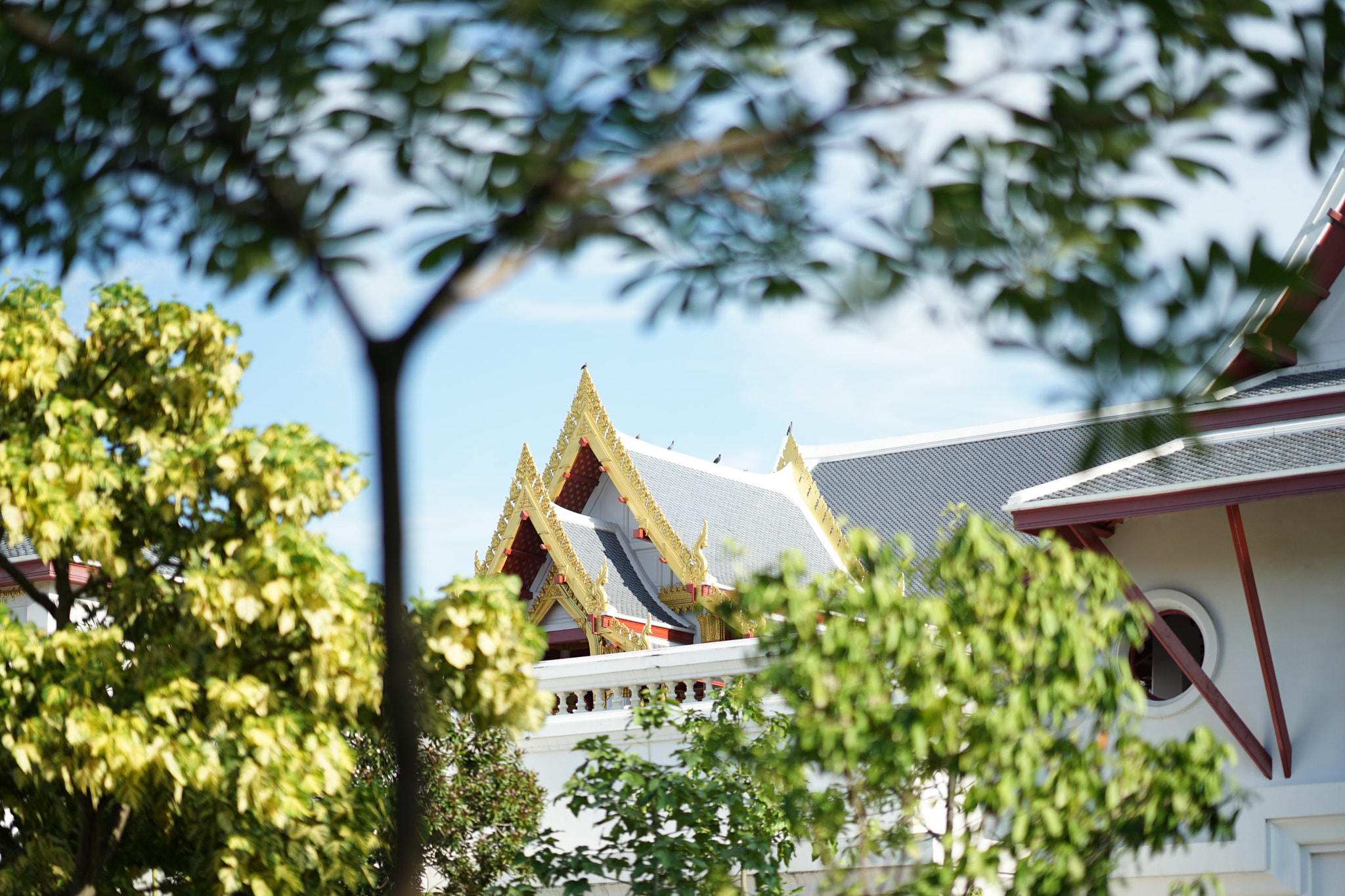 Sony FE 85mm F1.4 GM sample photo