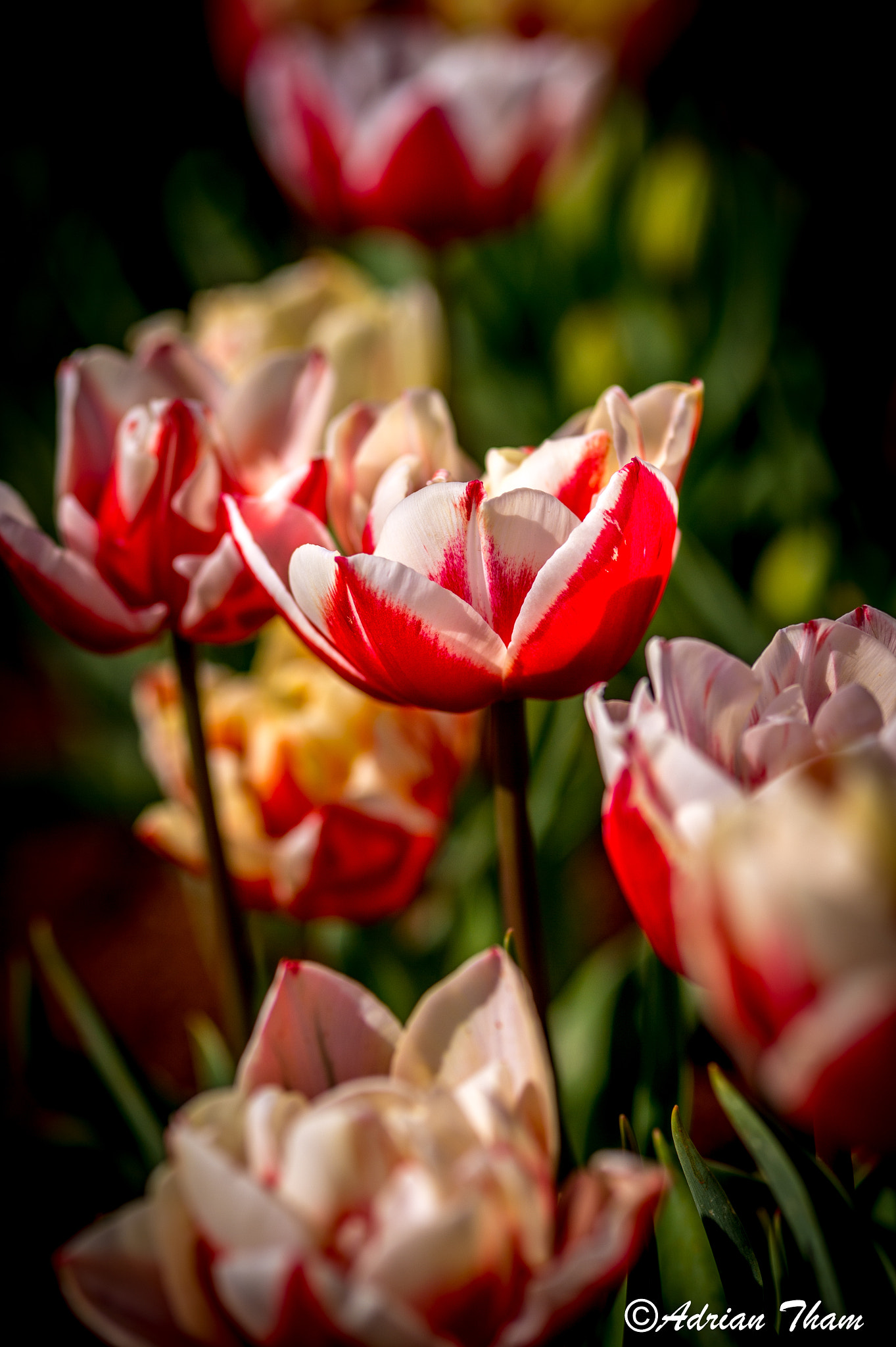 Nikon D4S sample photo. Tulips photography