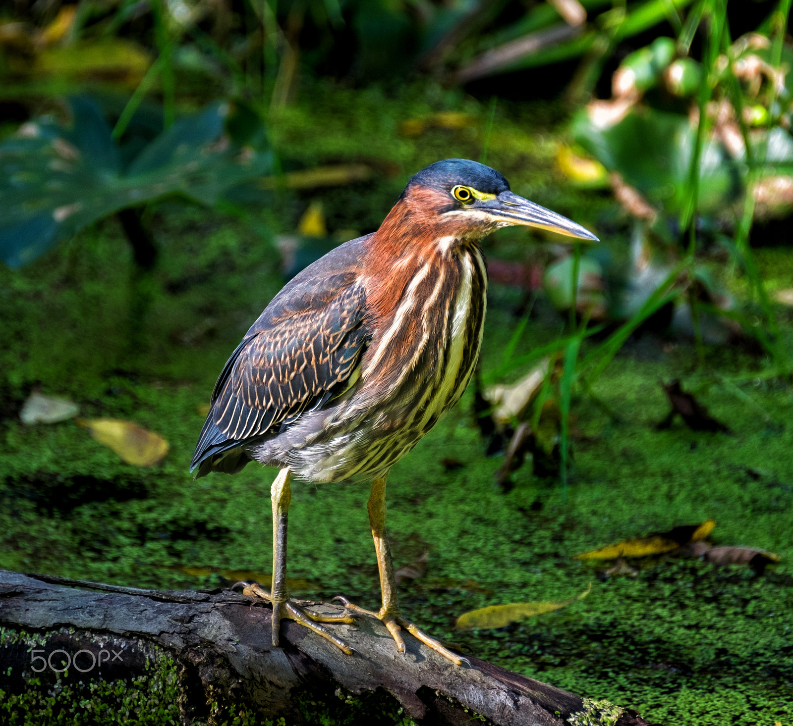 Fujifilm X-T10 + Fujifilm XF 100-400mm F4.5-5.6 R LM OIS WR sample photo. Little green heron photography