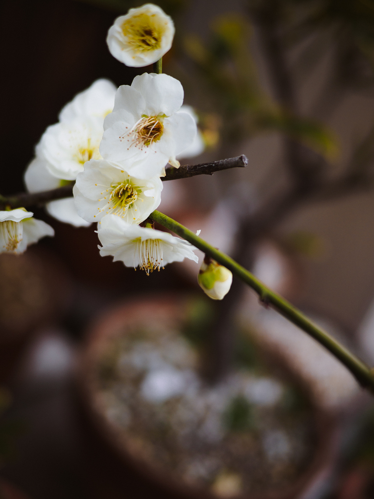 Olympus OM-D E-M5 II + LUMIX G 20/F1.7 II sample photo. Kyoto walks - philosopher's walk #1 photography