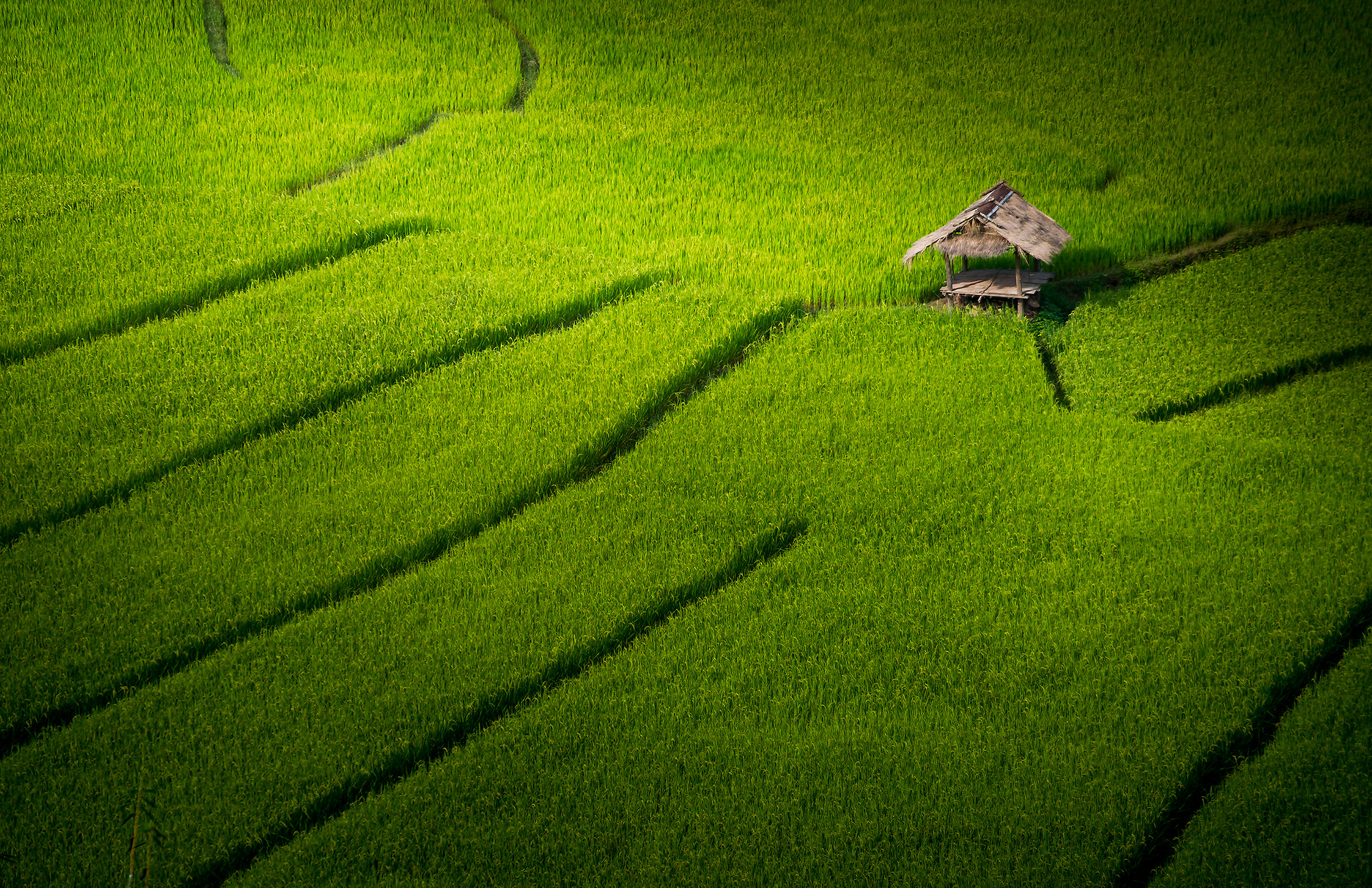 Nikon Df sample photo. Nan rice terrace photography