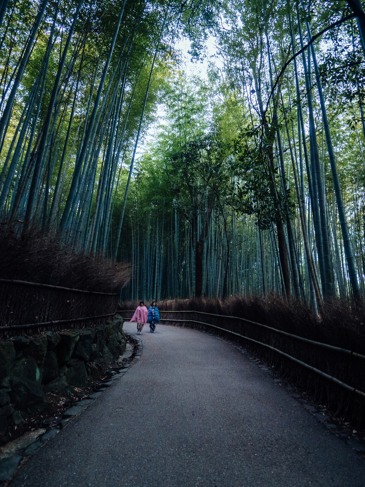 Olympus OM-D E-M5 II + OLYMPUS M.9-18mm F4.0-5.6 sample photo. Kyoto walks - arashiyama bamboo grove #1 photography