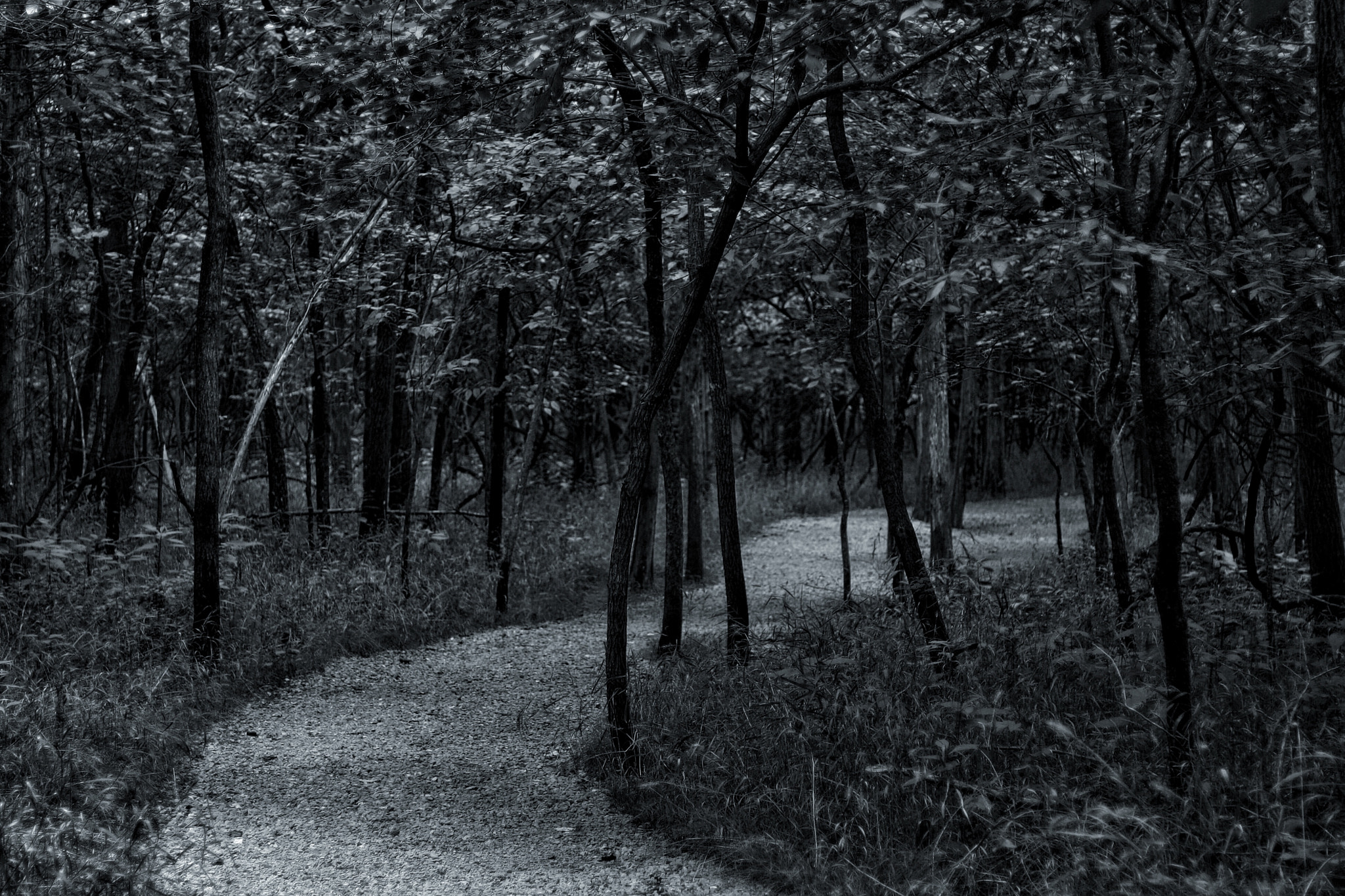 Canon EOS 1000D (EOS Digital Rebel XS / EOS Kiss F) sample photo. Follow the path photography