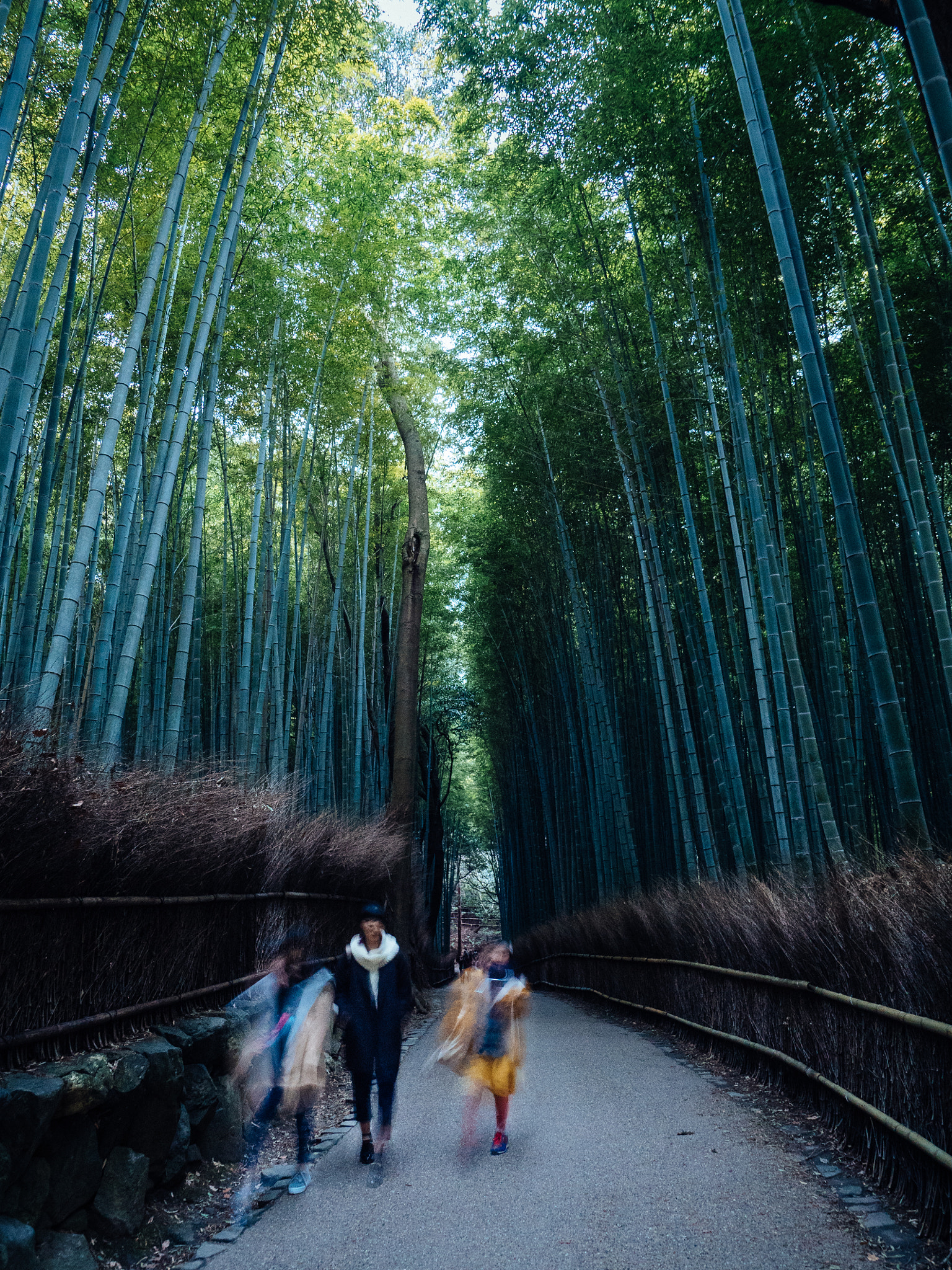 Olympus OM-D E-M5 II + OLYMPUS M.9-18mm F4.0-5.6 sample photo. Kyoto walks - arashiyama bamboo grove #2 photography