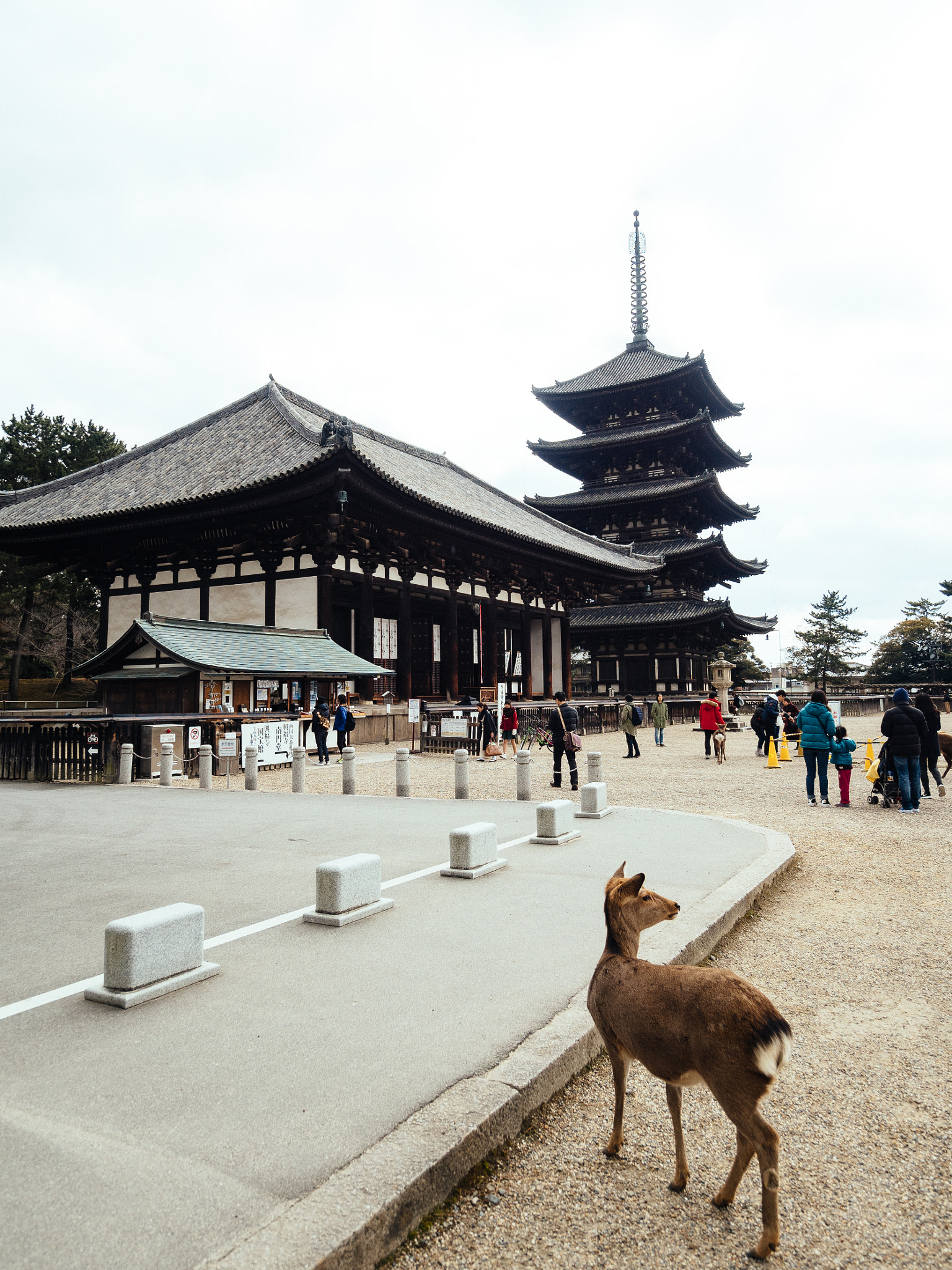 Olympus OM-D E-M5 II sample photo. Nara walks #1 photography