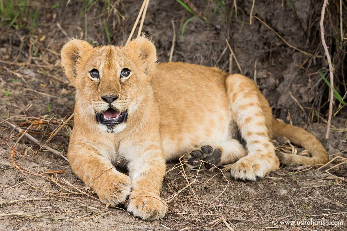 Canon EF 500mm F4L IS II USM sample photo. Curious cub photography