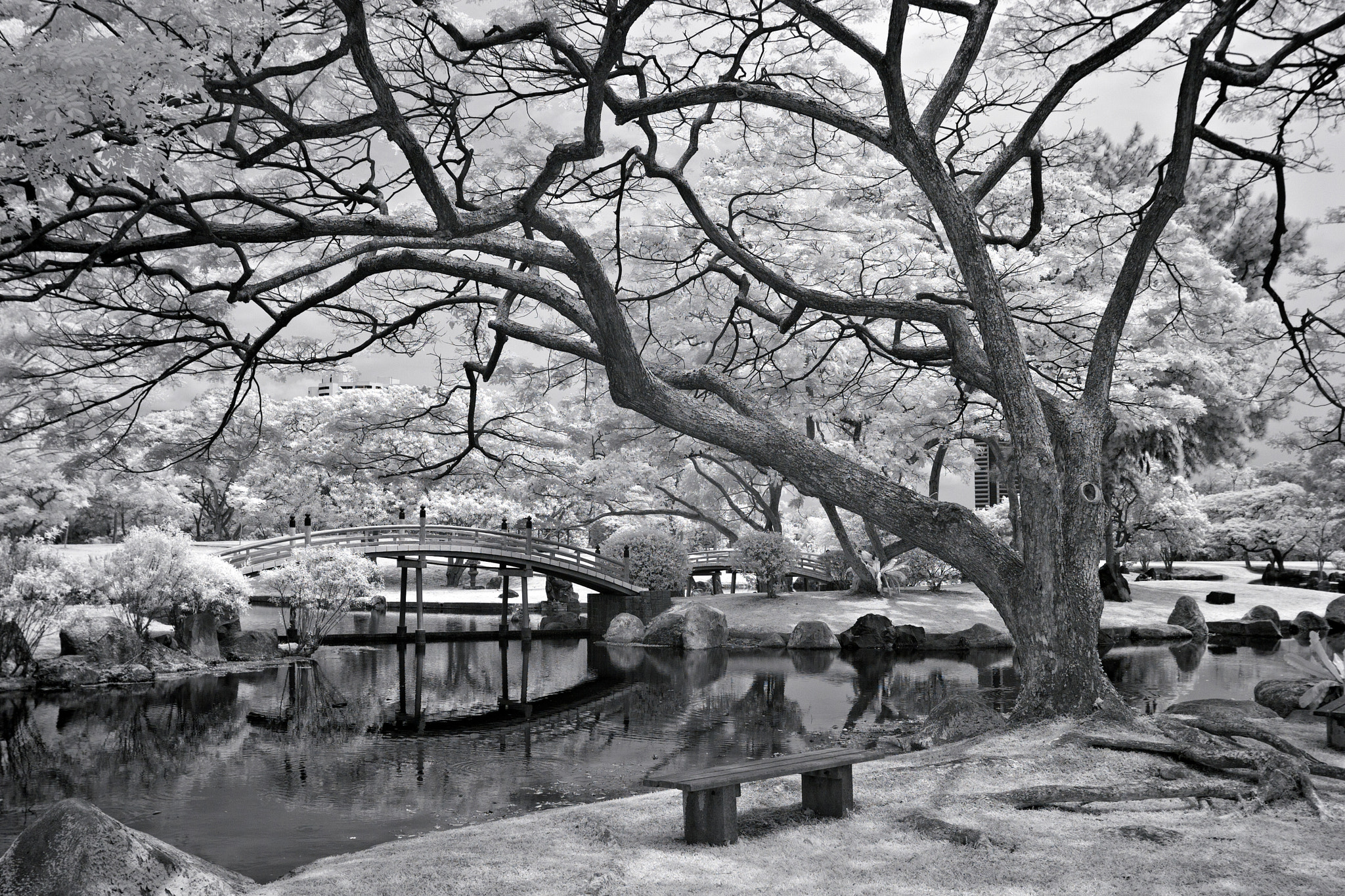 Scenery in Chinese Garden