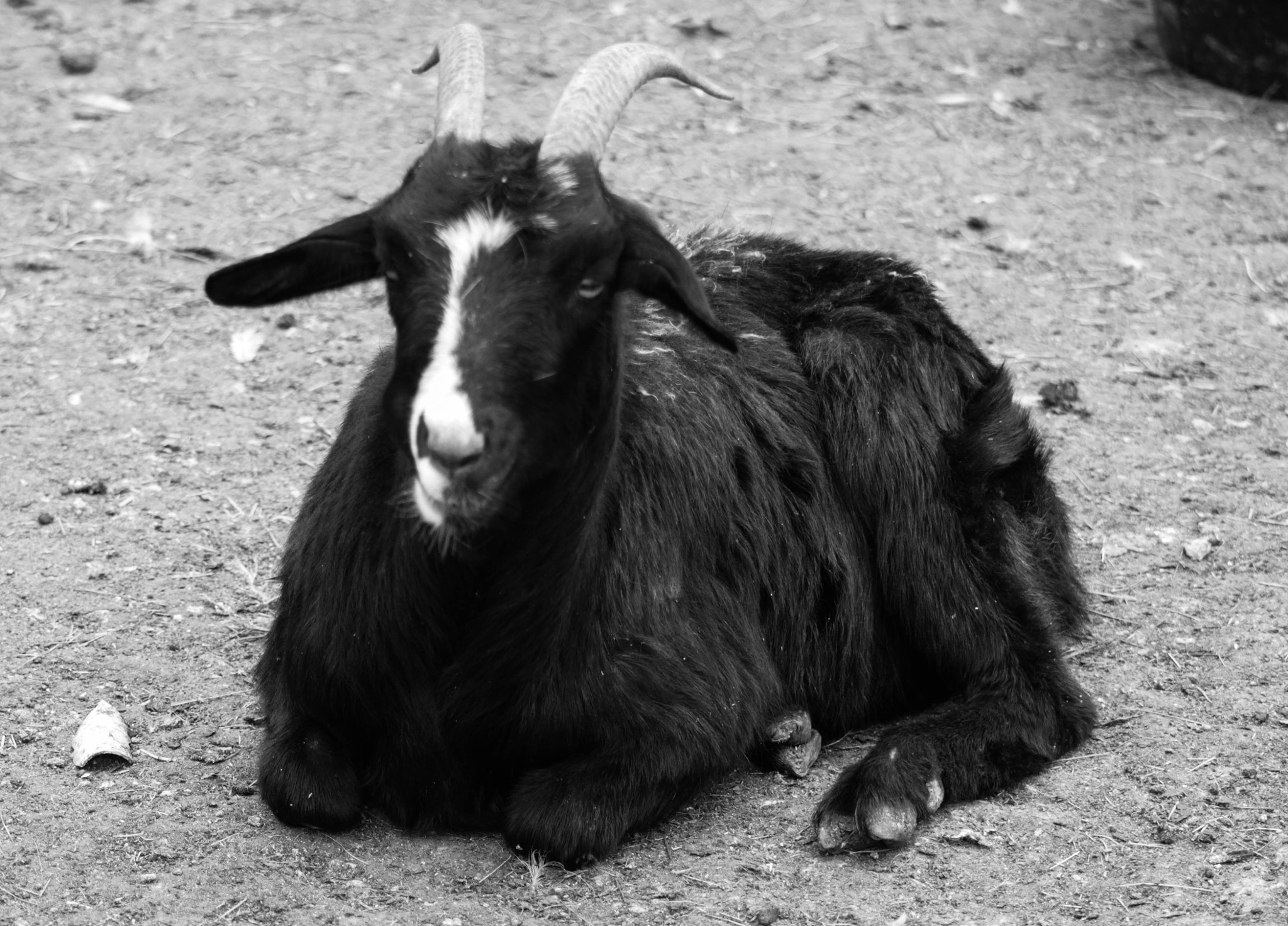 Canon EOS 650D (EOS Rebel T4i / EOS Kiss X6i) sample photo. Lonely goat photography