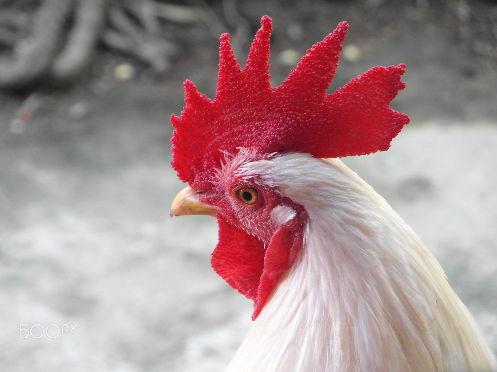 Samsung WB750 sample photo. Red crested chicken photography
