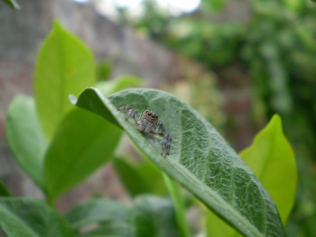 Olympus FE220,X785 sample photo. Close spider photography
