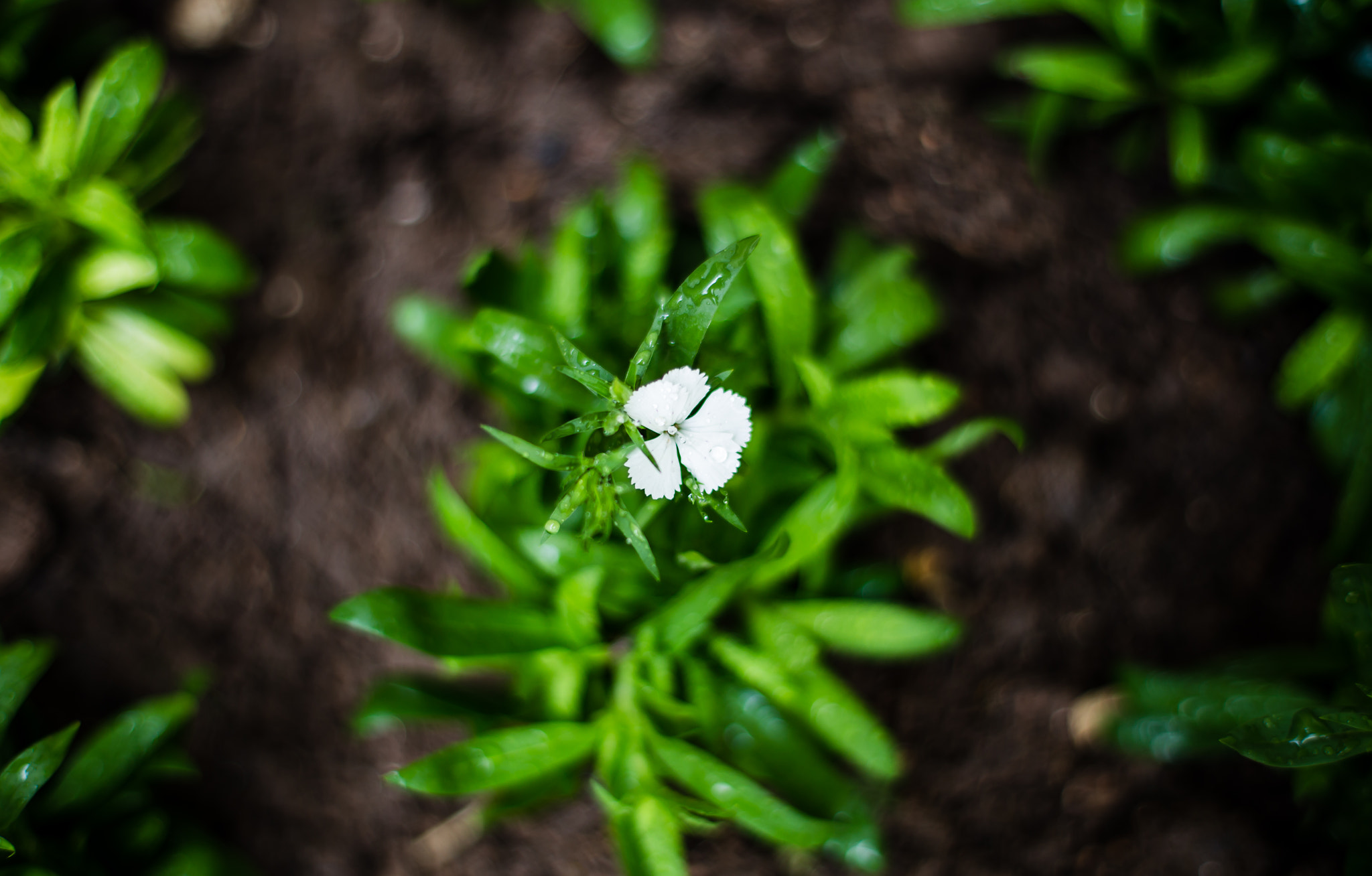ZEISS Planar T* 50mm F1.4 sample photo. White photography