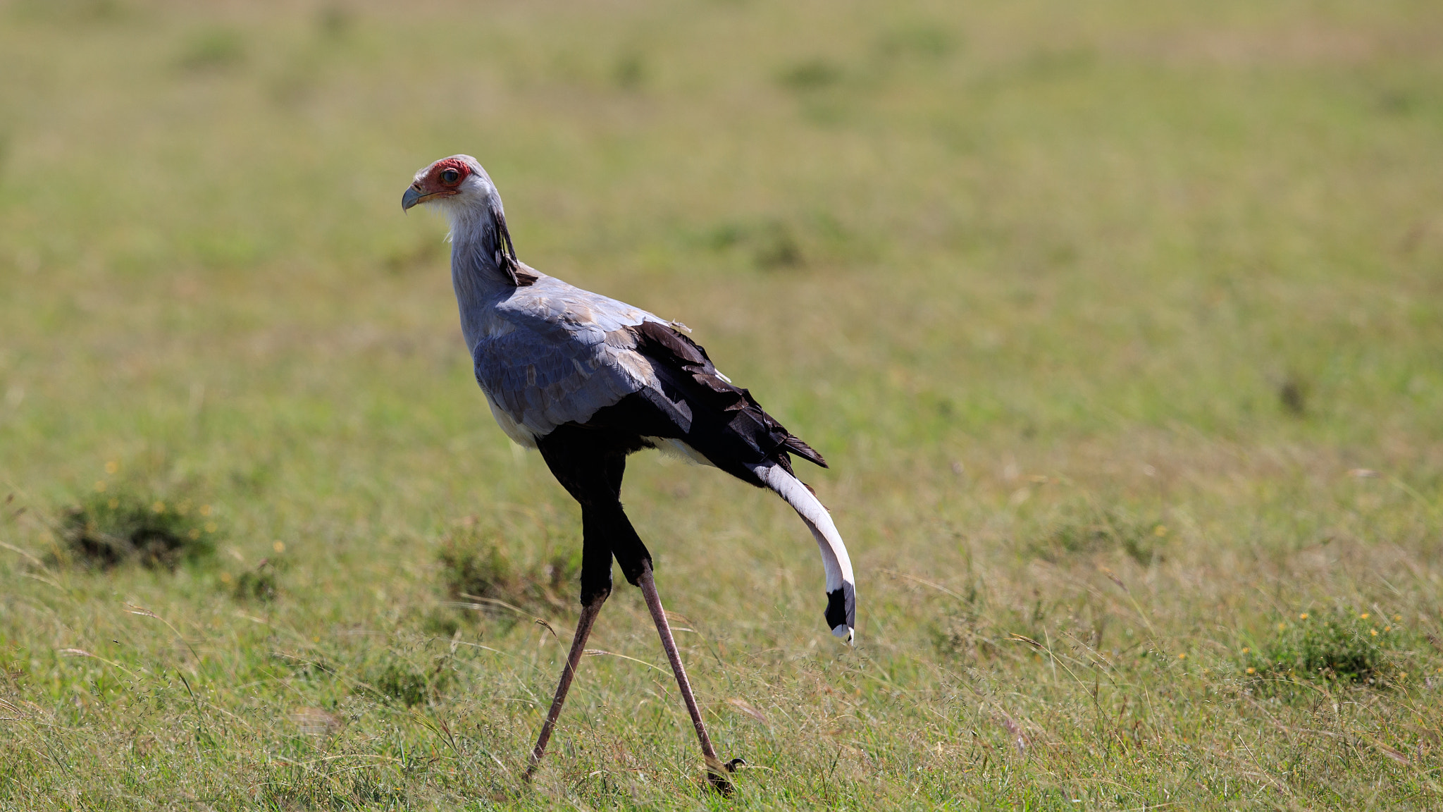 Canon EF 500mm F4L IS II USM sample photo. Secretary bird photography
