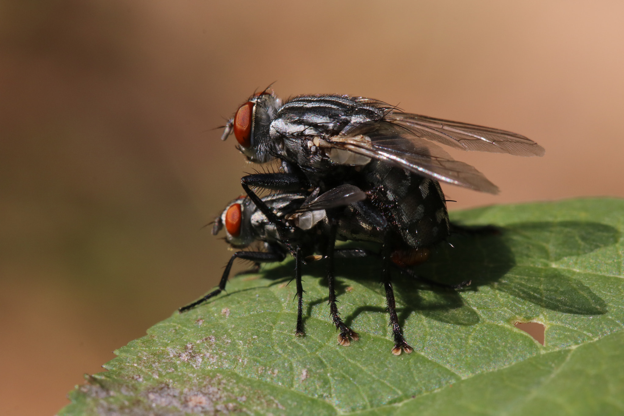 Canon EOS 760D (EOS Rebel T6s / EOS 8000D) + Canon EF 100mm F2.8L Macro IS USM sample photo. Fly photography