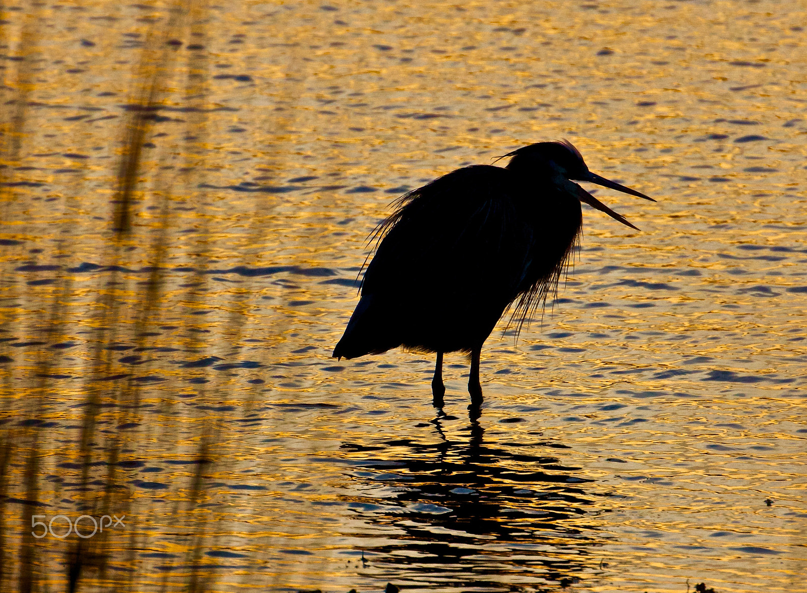 Canon EOS 550D (EOS Rebel T2i / EOS Kiss X4) + Sigma 50-500mm F4.5-6.3 DG OS HSM sample photo. Silhouette of a blue heron photography