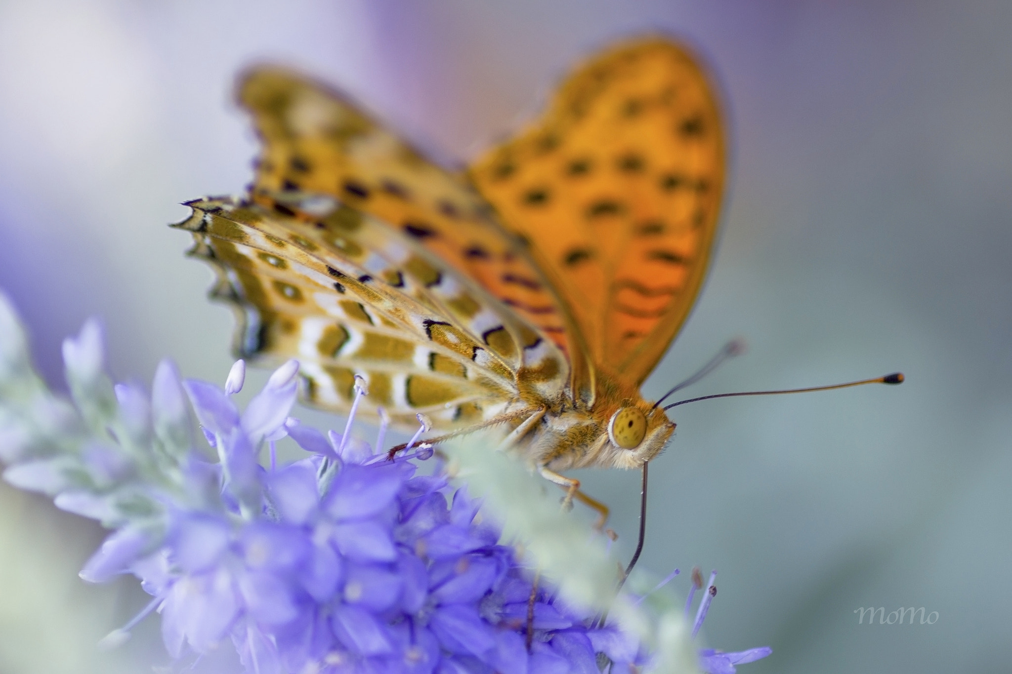 Canon EOS-1D Mark IV + Tamron SP AF 90mm F2.8 Di Macro sample photo. Indian fritillary☆+ﾟ photography