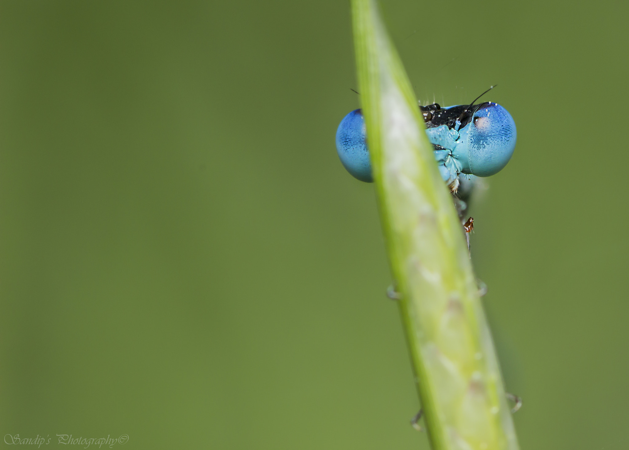 Canon EOS 600D (Rebel EOS T3i / EOS Kiss X5) + Tamron SP AF 90mm F2.8 Di Macro sample photo. Sneak-peek.... photography