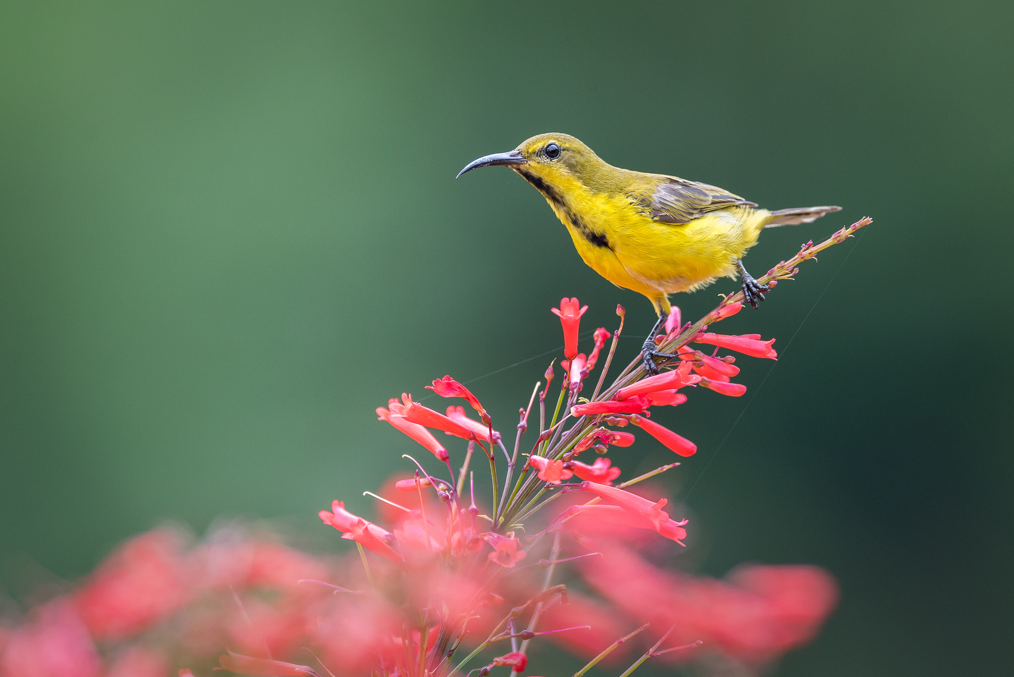 Nikon AF-S Nikkor 600mm F4E FL ED VR sample photo. Olive-backed sunbird photography