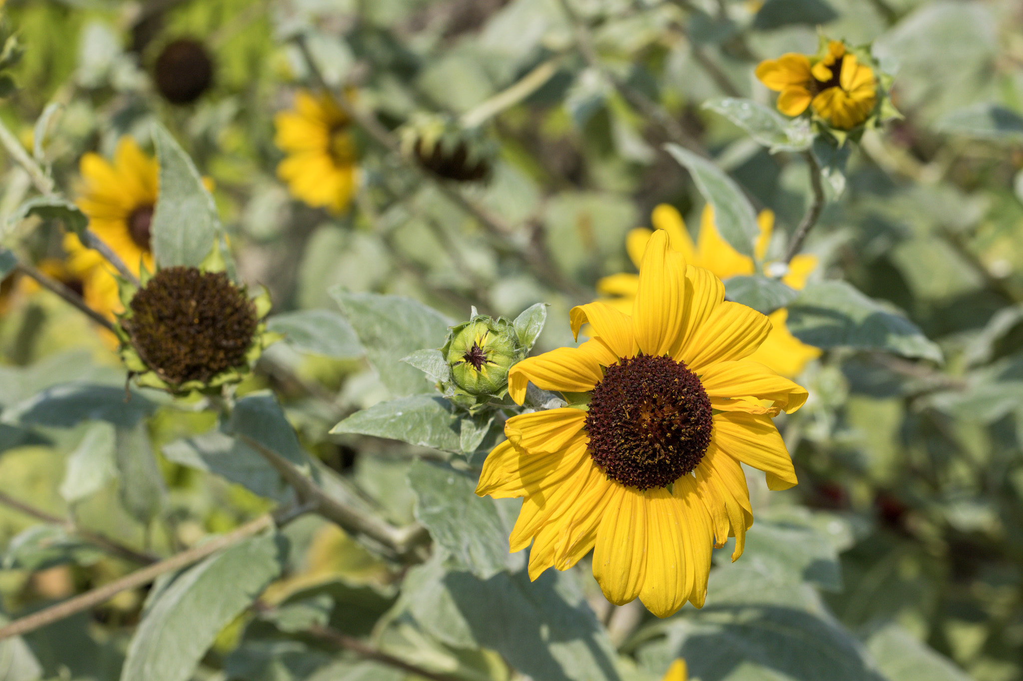 Canon EF 100mm F2.8L Macro IS USM sample photo. The end of summer photography