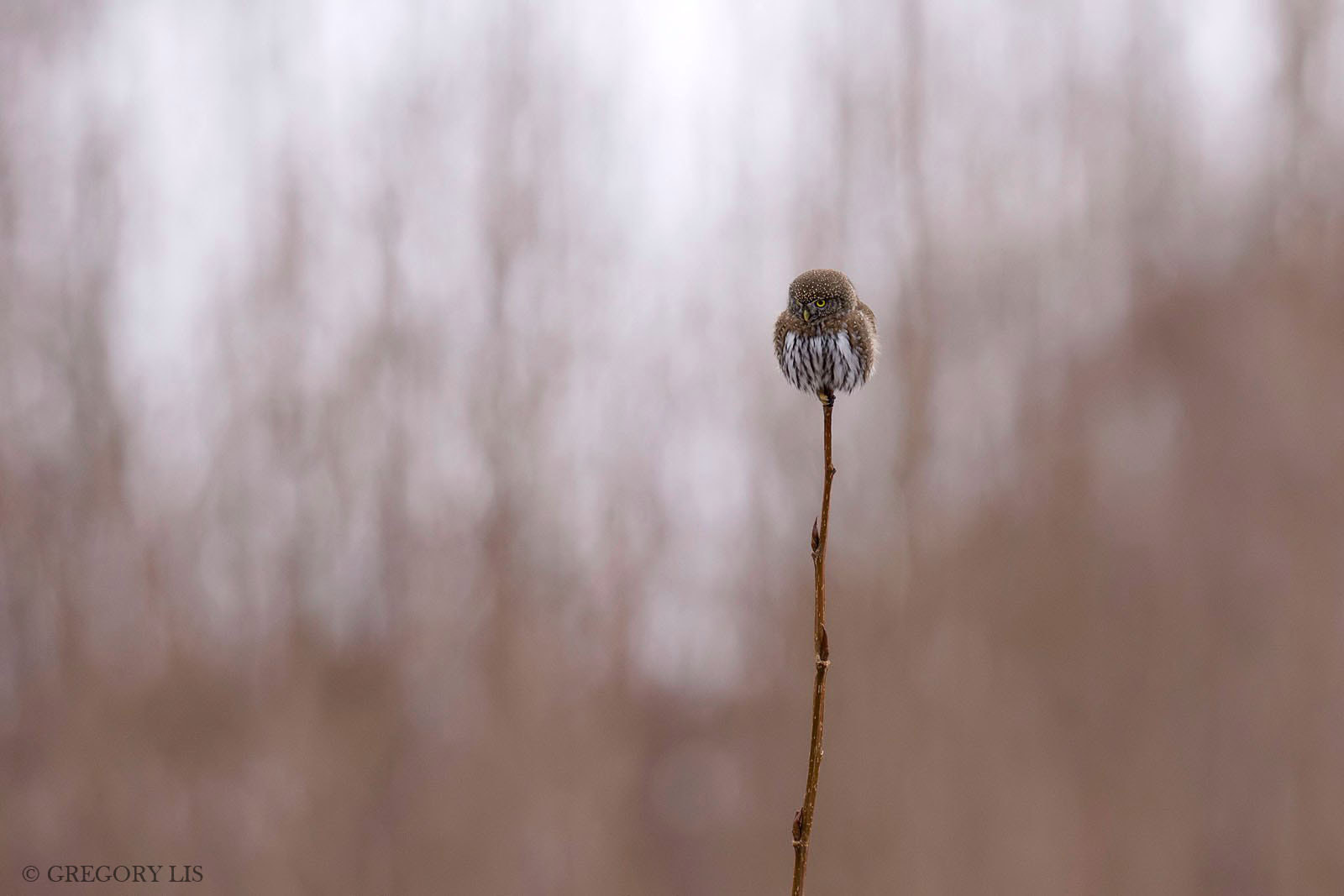 Nikon D7200 sample photo. Northern pygmy-owl photography