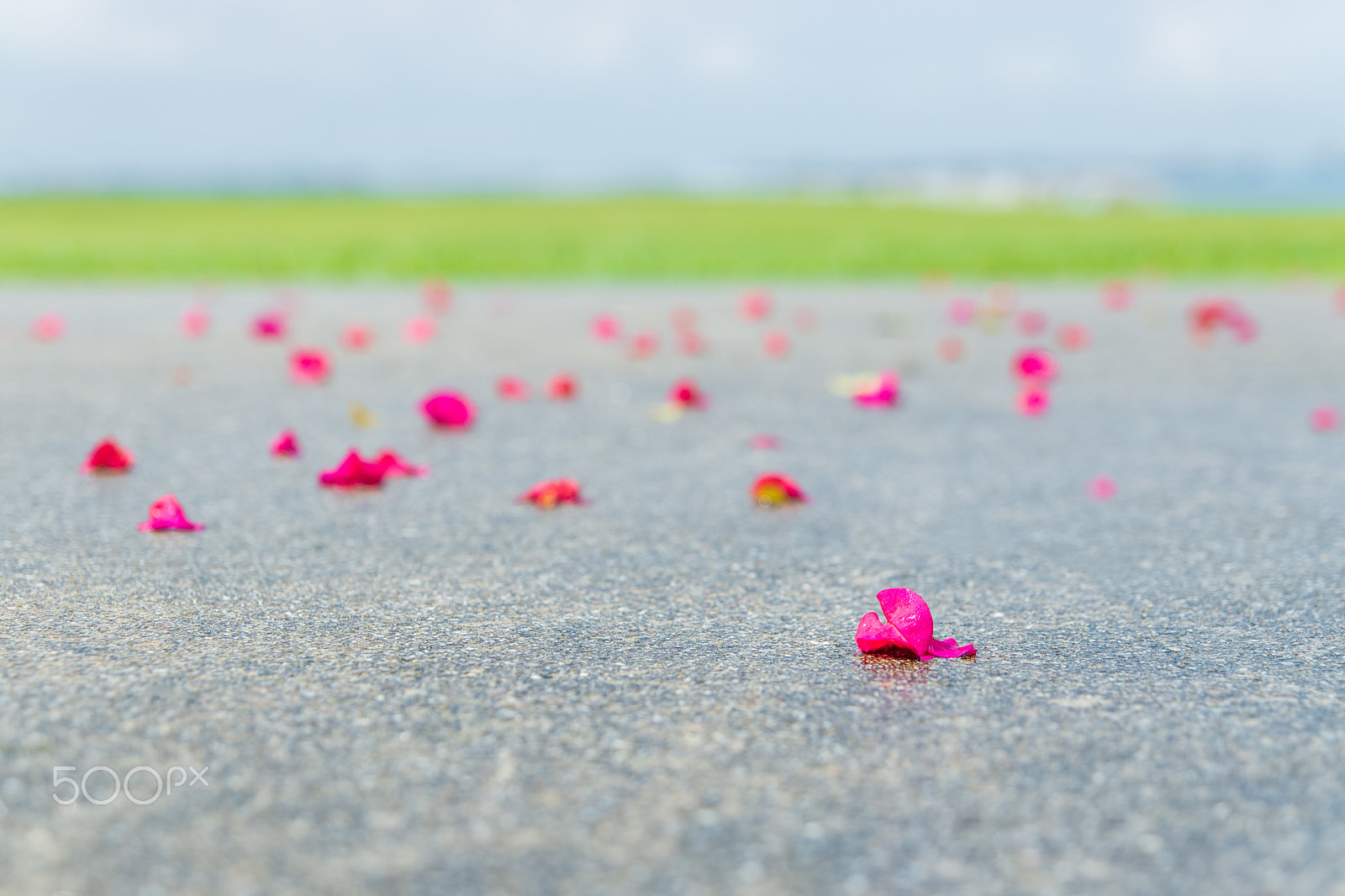Tamron SP AF 17-50mm F2.8 XR Di II LD Aspherical (IF) sample photo. Pink flowers fallen on hard road photography