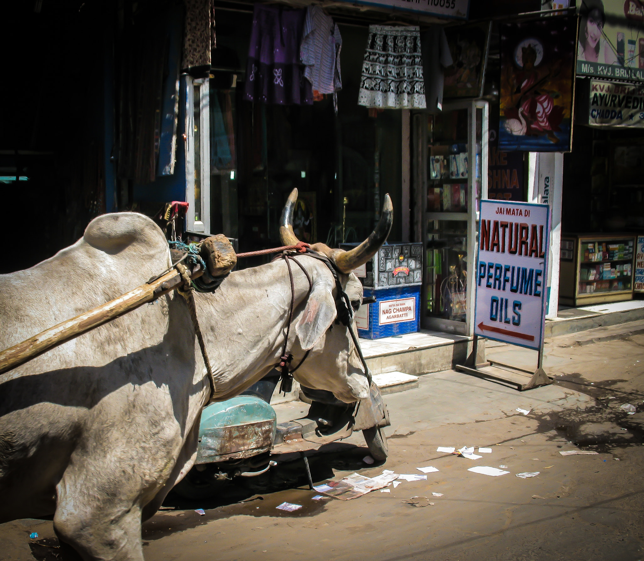 Canon POWERSHOT A640 sample photo. Delhi ox photography