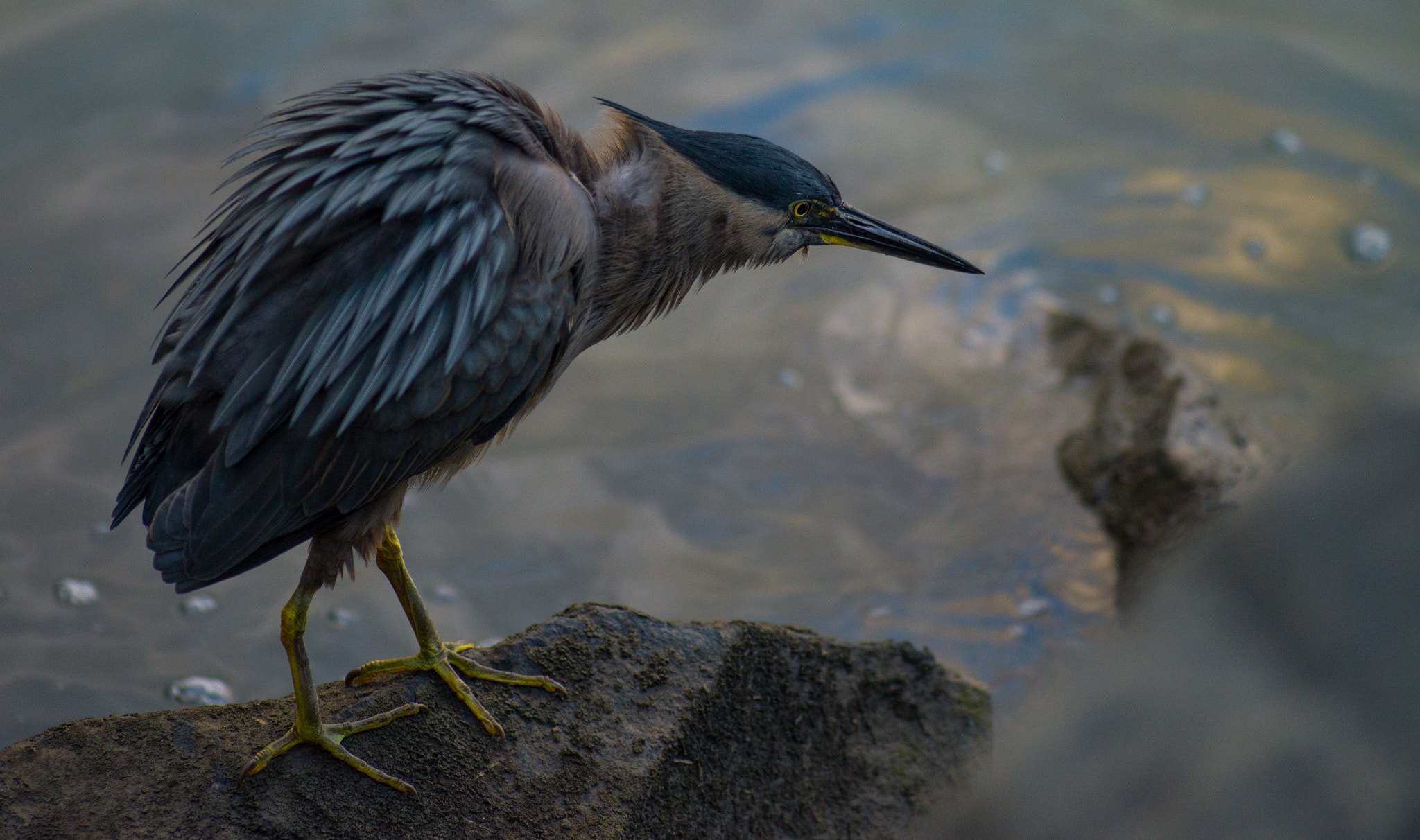 Tokina AT-X 304 AF (AF 300mm f/4.0) sample photo. Striated heron photography