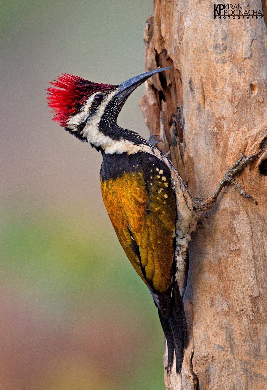 Canon EOS-1D Mark IV sample photo. Flame back woodpecker photography